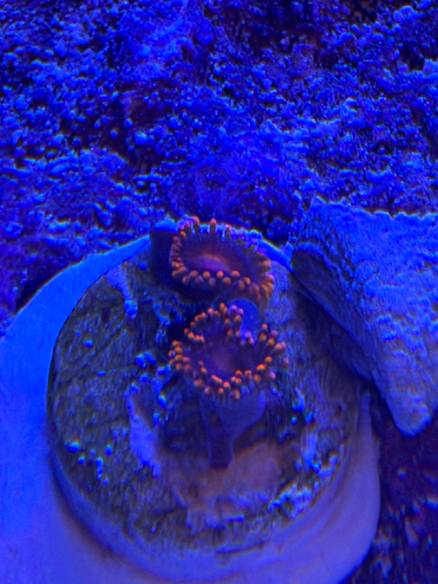 Ricordea yuma mushroom coral new additions in reef tank - Kenya Tree Leather, Florida Ricordea Mushroom, Ricordea Yuma Mushro (photo 5)