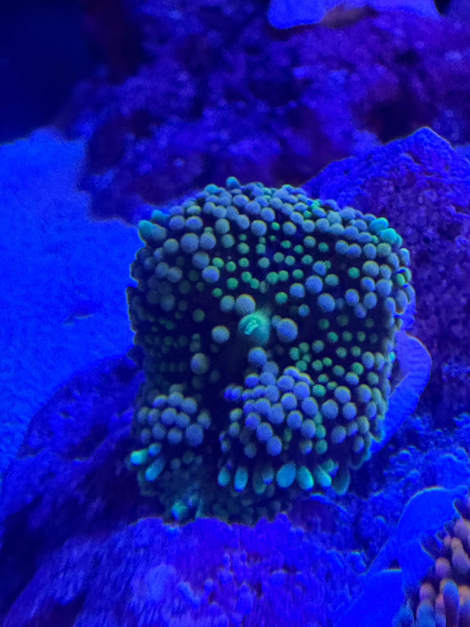 Ricordea yuma mushroom coral new additions in reef tank - Kenya Tree Leather, Florida Ricordea Mushroom, Ricordea Yuma Mushro (photo 2)