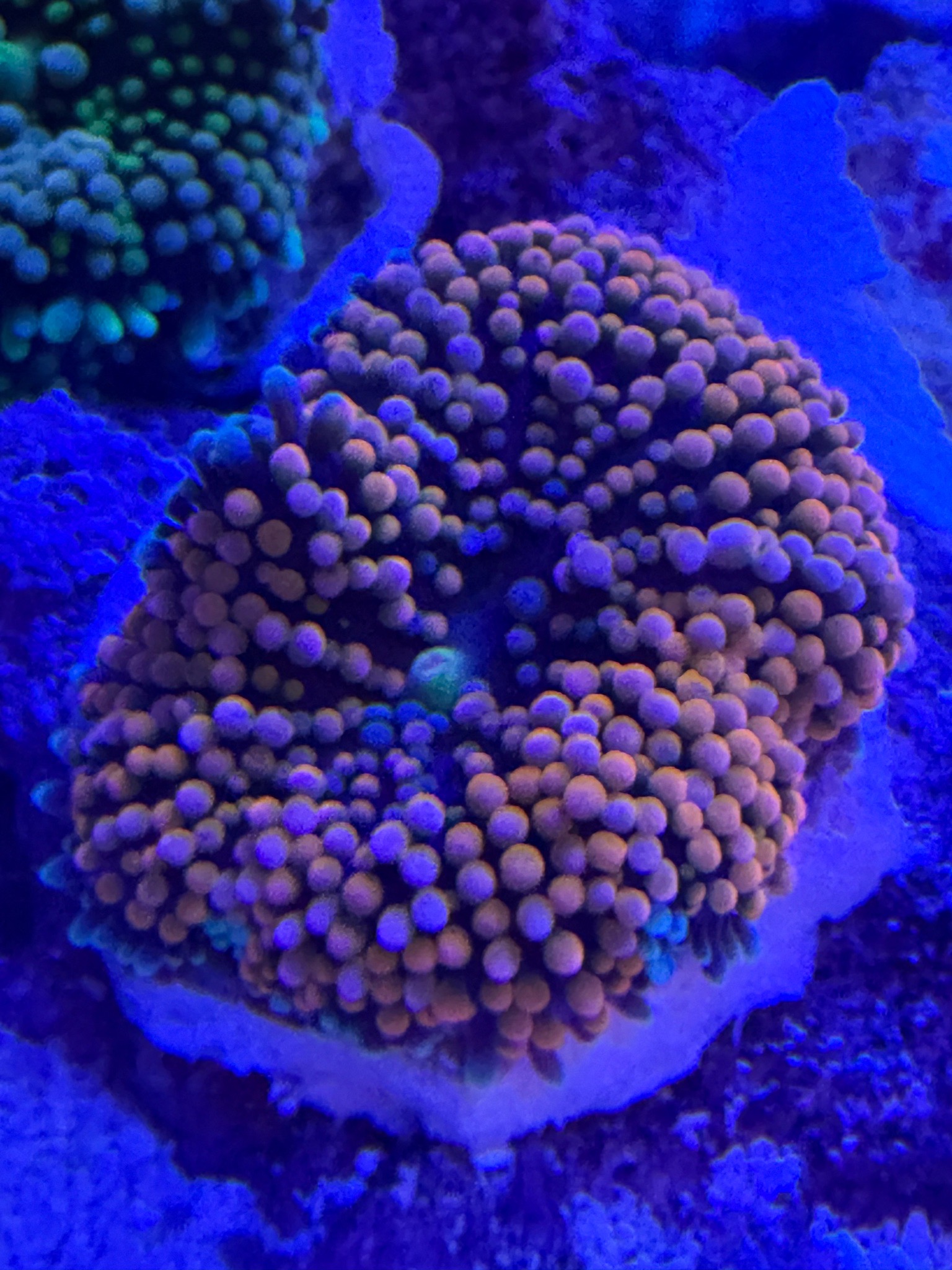 Ricordea yuma mushroom coral new additions in reef tank - Kenya Tree Leather, Florida Ricordea Mushroom, Ricordea Yuma Mushro