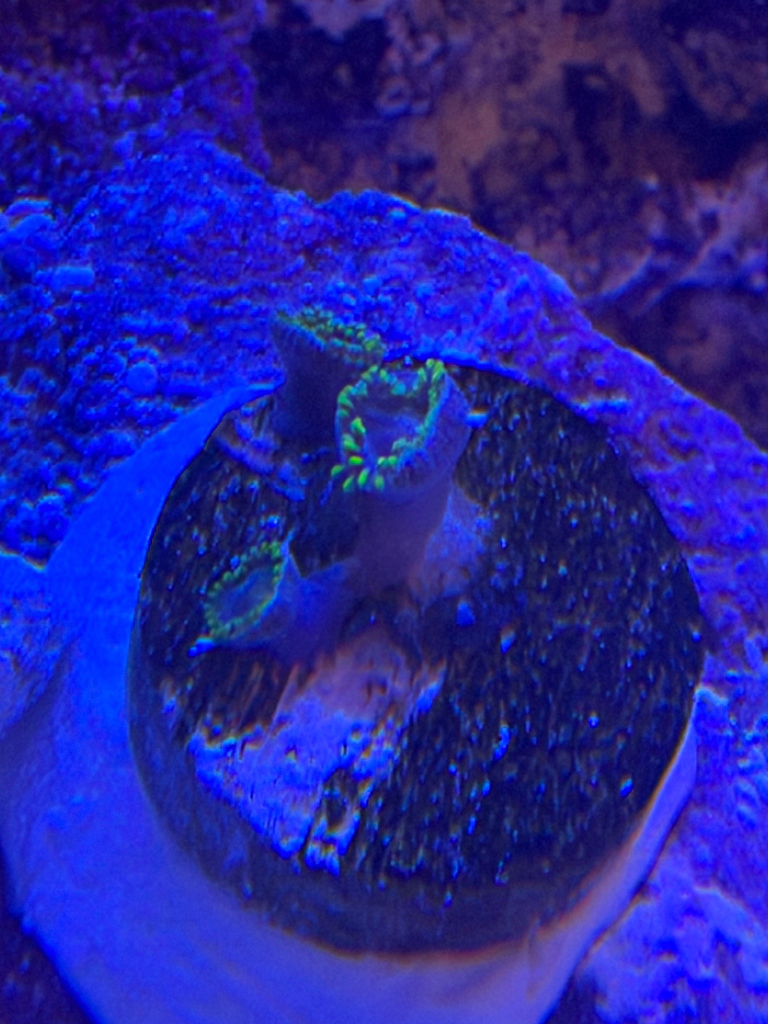 Ricordea yuma mushroom coral new additions in reef tank - Kenya Tree Leather, Florida Ricordea Mushroom, Ricordea Yuma Mushro (photo 6)