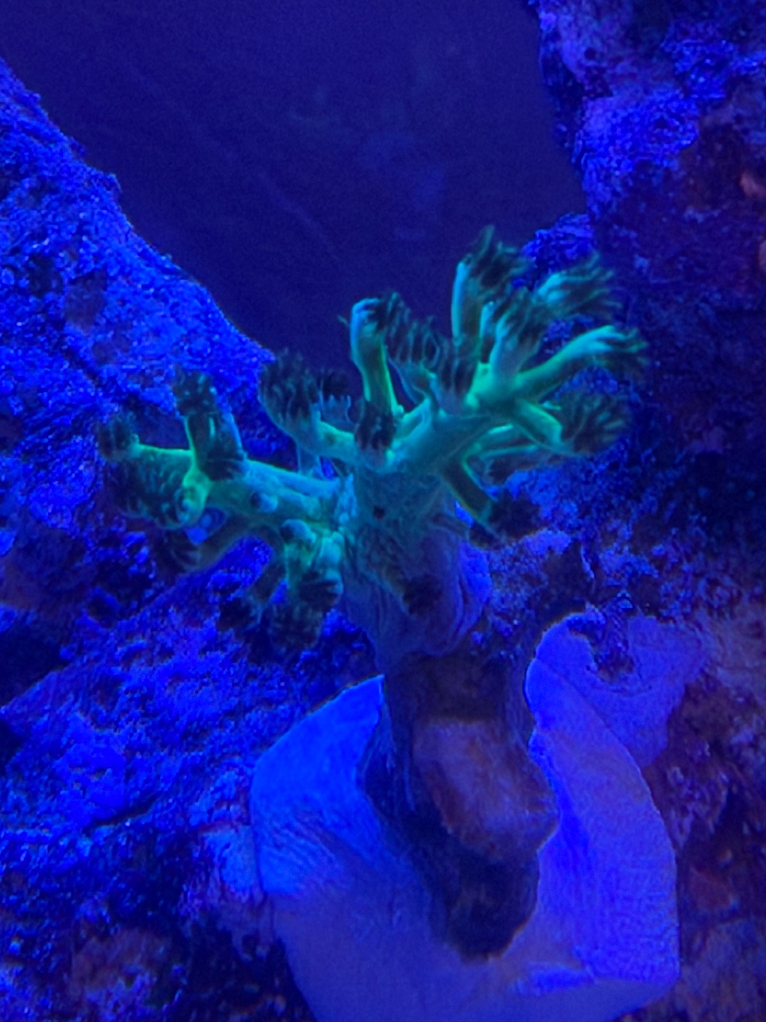 Ricordea yuma mushroom coral new additions in reef tank - Kenya Tree Leather, Florida Ricordea Mushroom, Ricordea Yuma Mushro (photo 4)