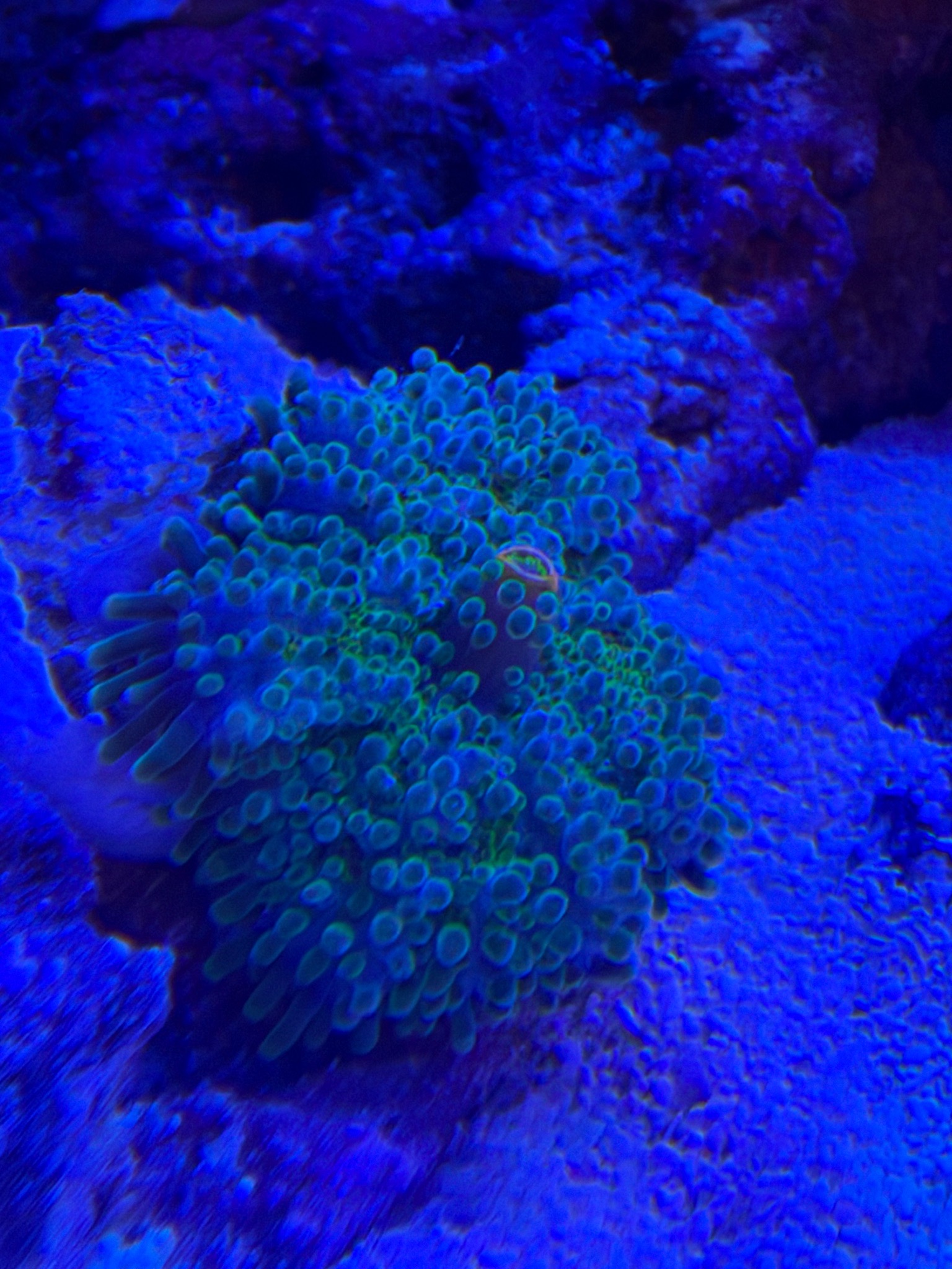 Ricordea yuma mushroom coral new additions in reef tank - Kenya Tree Leather, Florida Ricordea Mushroom, Ricordea Yuma Mushro (photo 3)