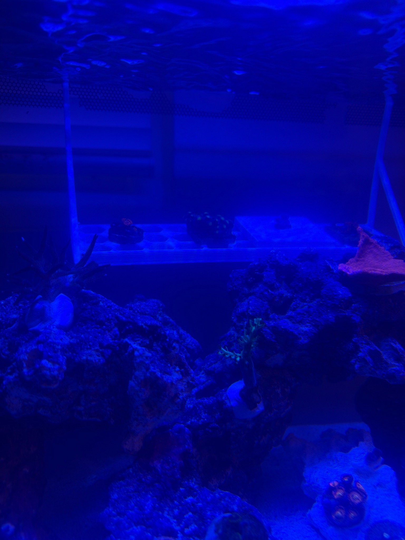 Custom 3d printed frag rack for 2x2 frag tiles (photo 2)