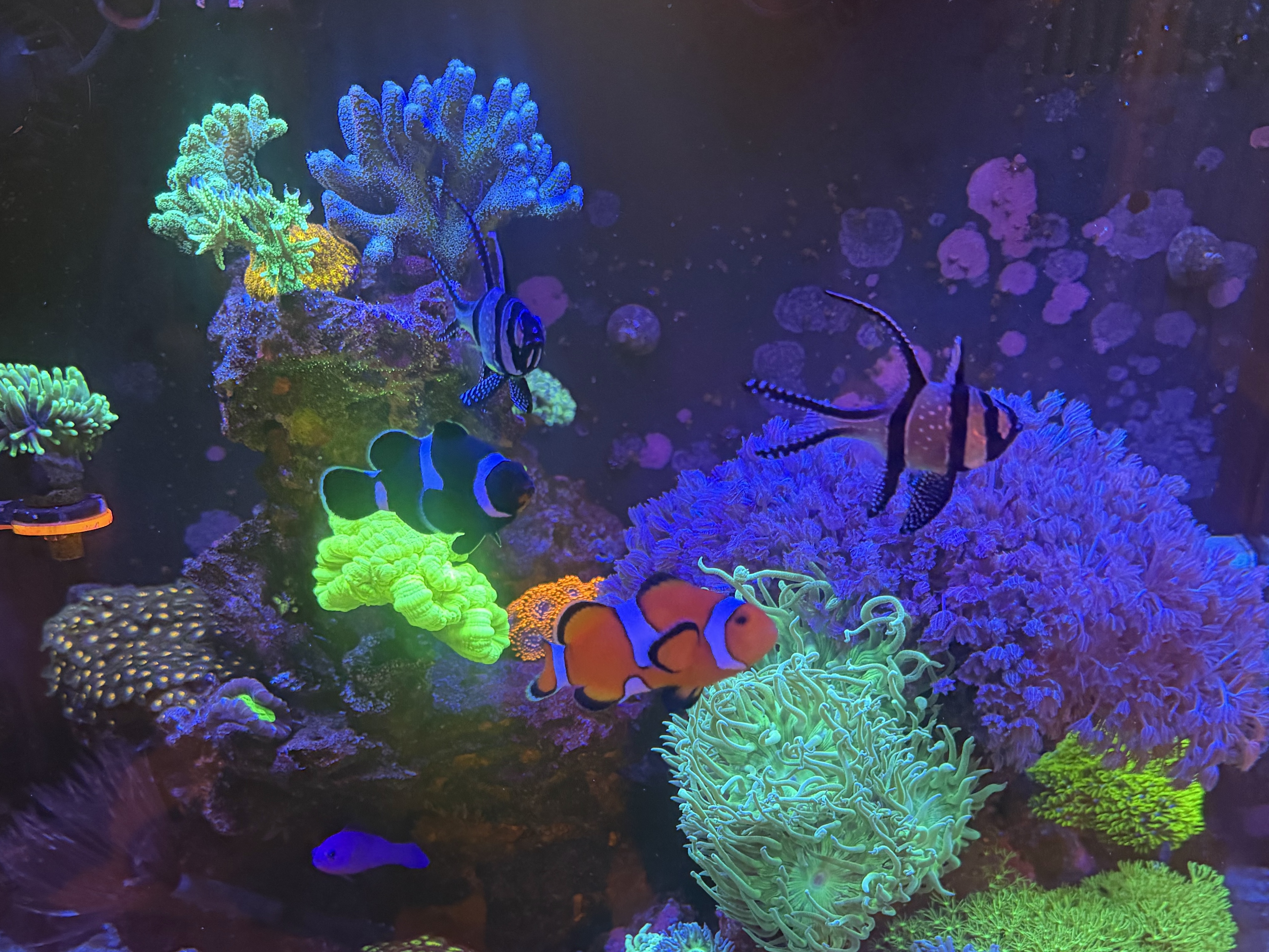 Tank Image