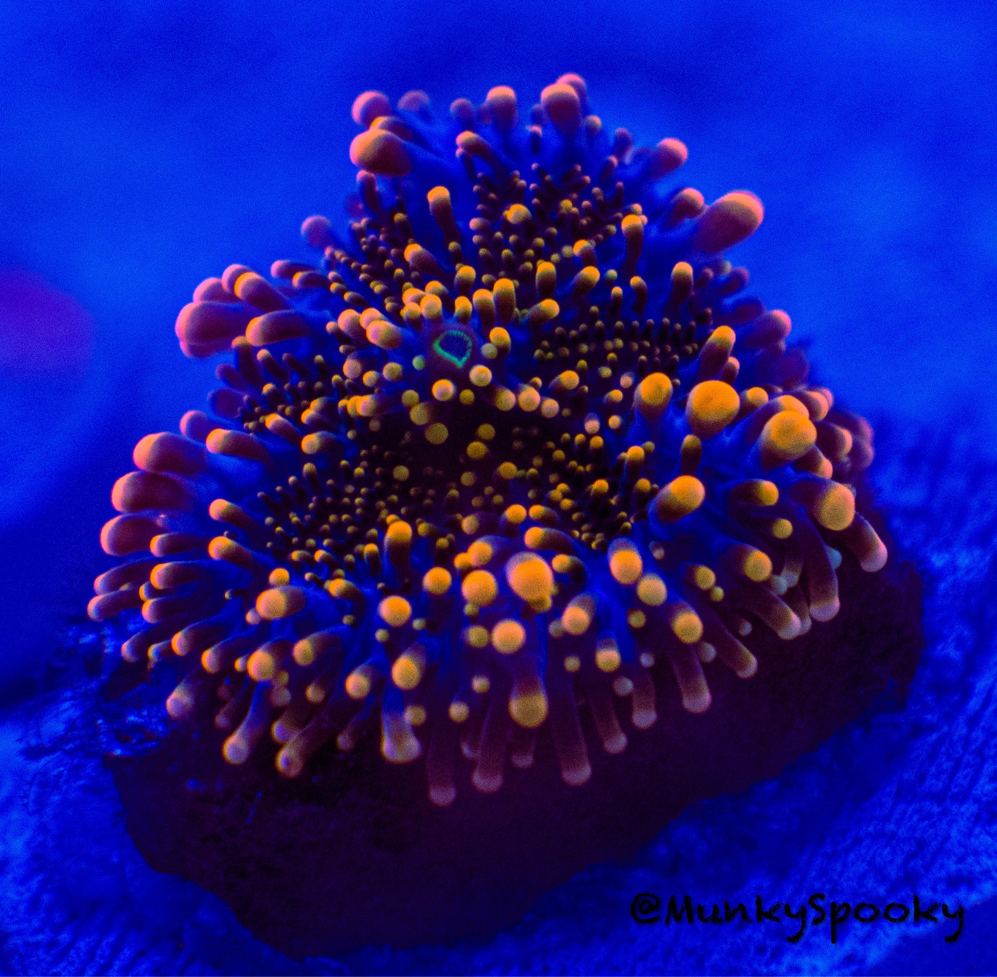Colorful mushroom coral under blue reef lighting - Ricordea Yuma Mushroom, mushroom coral