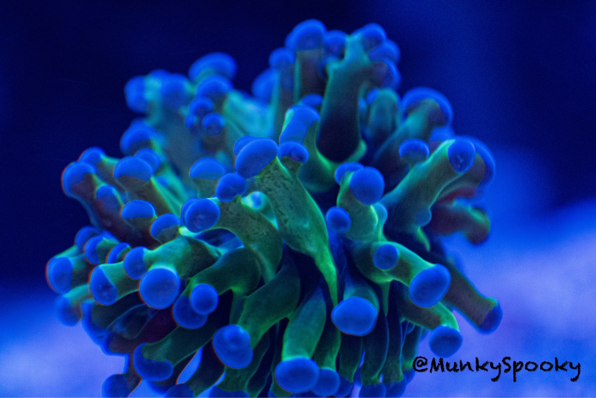 Closeup of glowing frogspawn coral under blue lighting - frogspawn coral
