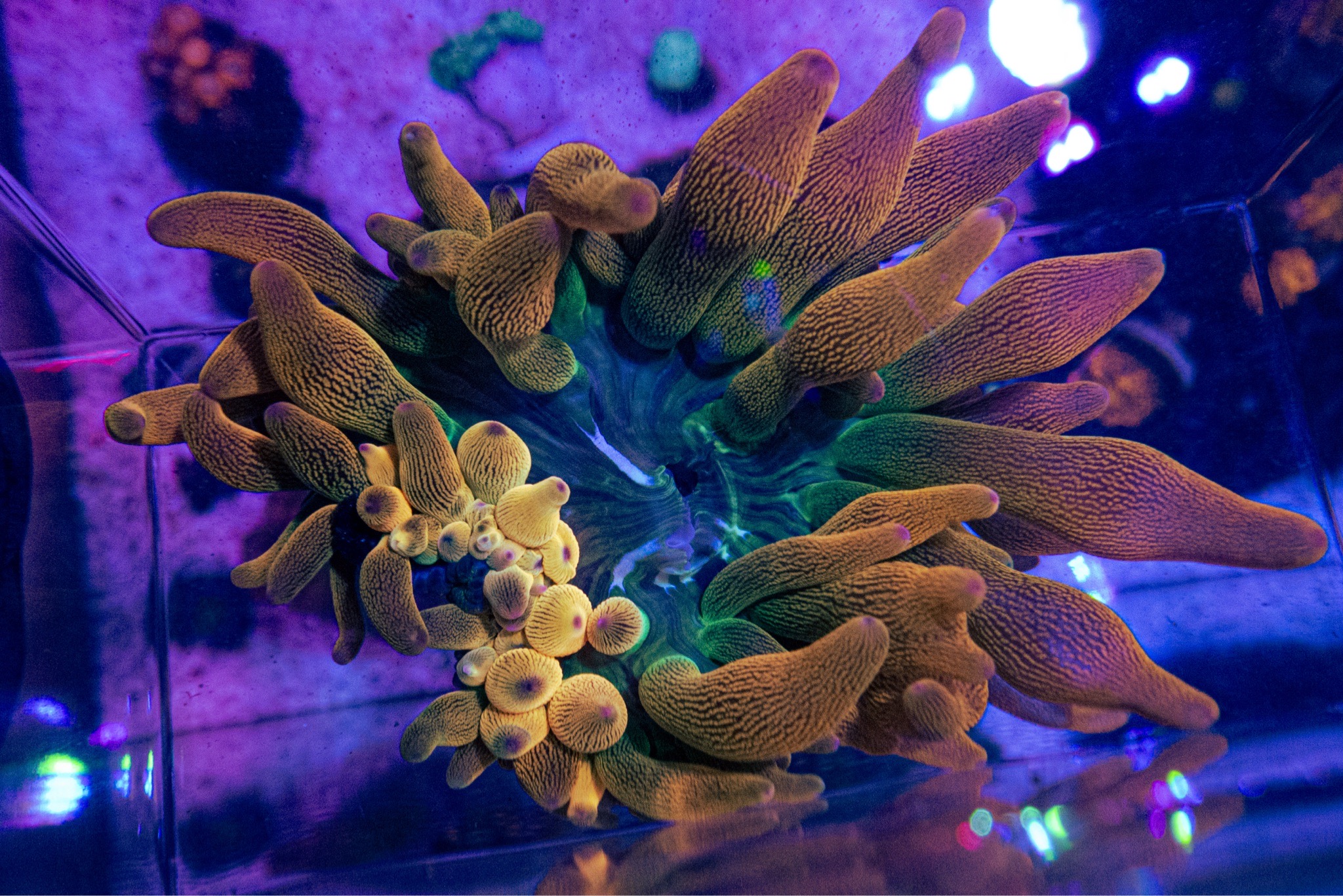 Such a beautiful anemone the color on it look so good 😱😍
