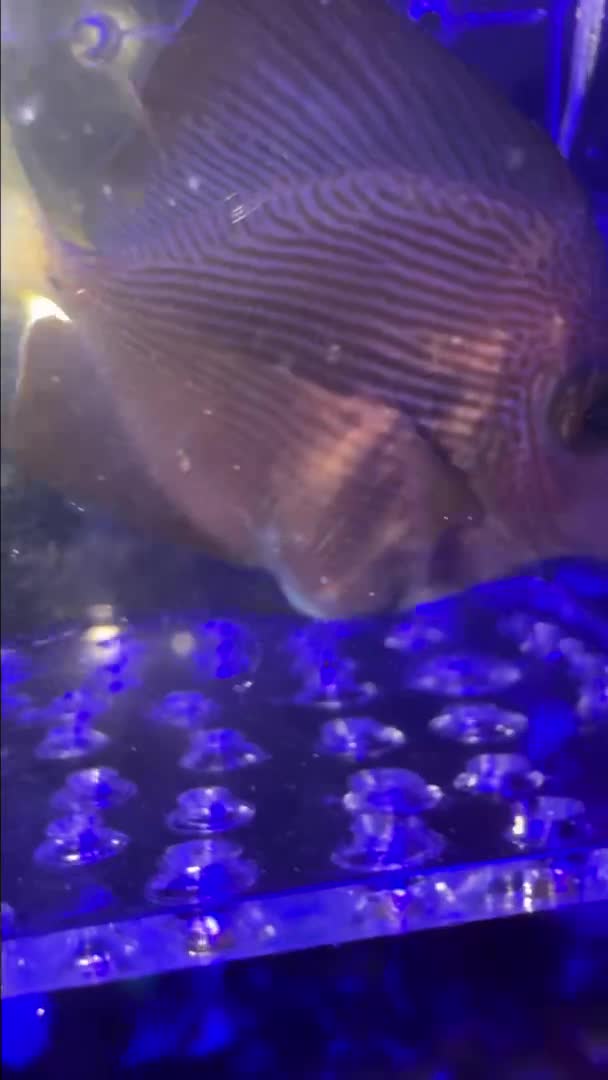 I need help I can’t figure out what is going on whit him