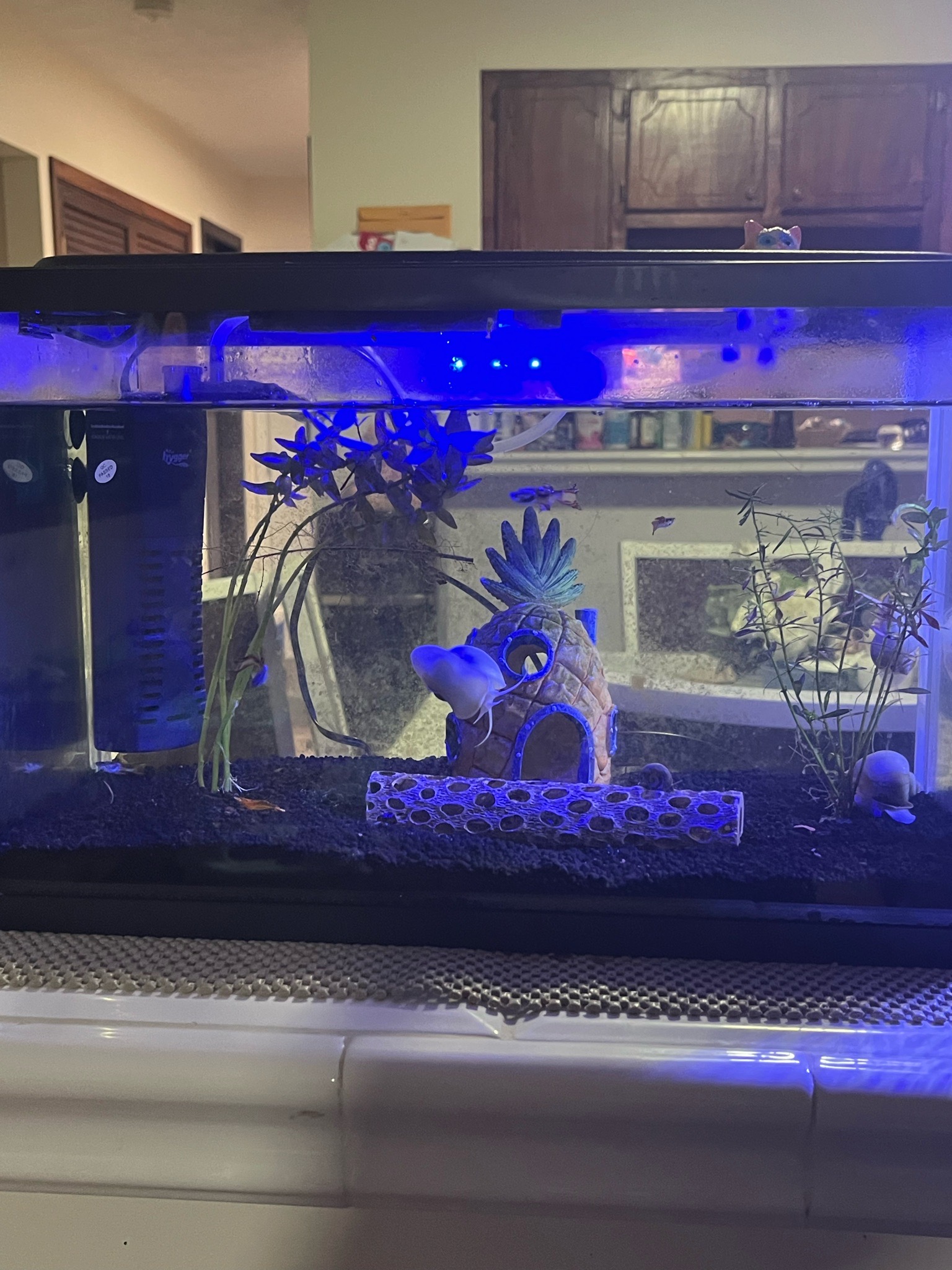 ¿Es un buen acuario 5 galones, 7 guppies, 5 camarones, 4 caracoles y u...