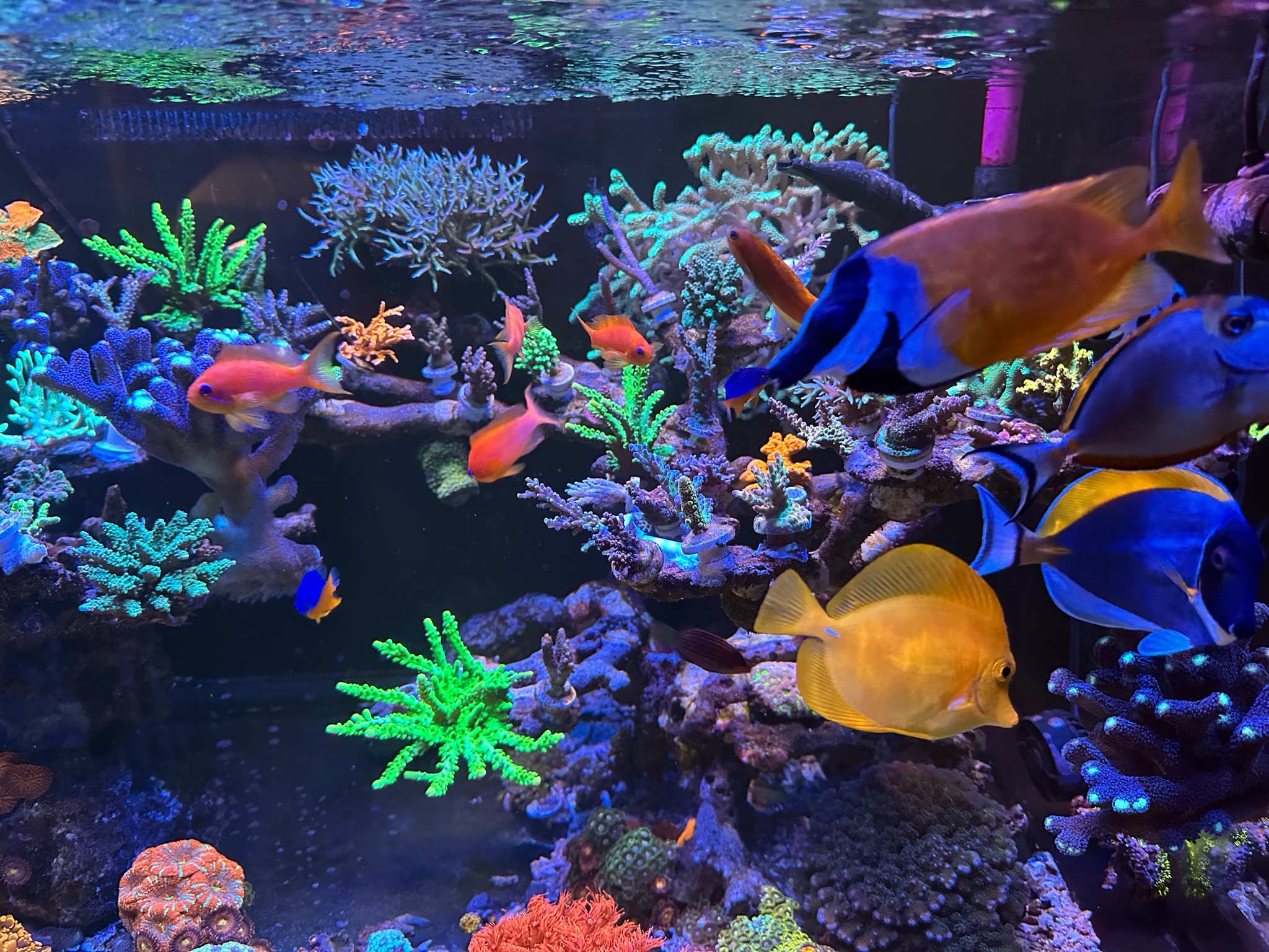 Anthias blue tang and yellow tang in colorful reef aquarium - Anthias, Blue Tang, Yellow Tang