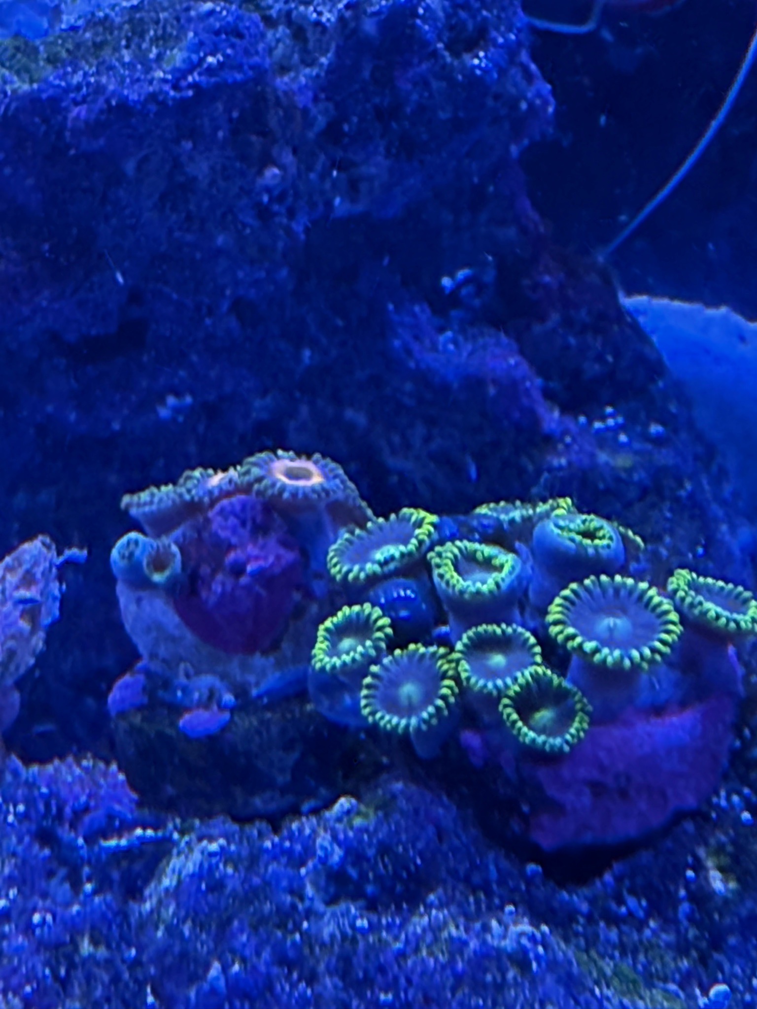 Crab spotted near zoanthids in reef tank - crab, zoanthids