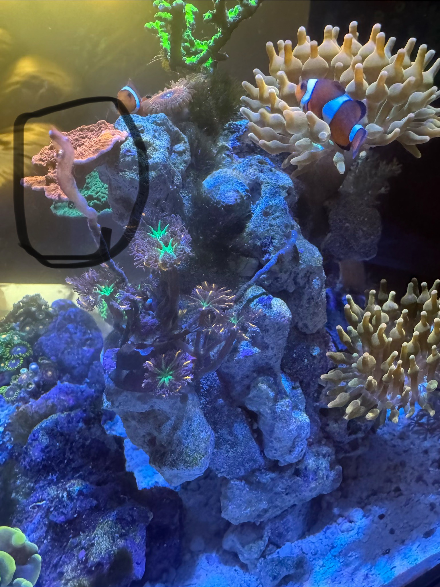 Can I cut this from the coral ?
