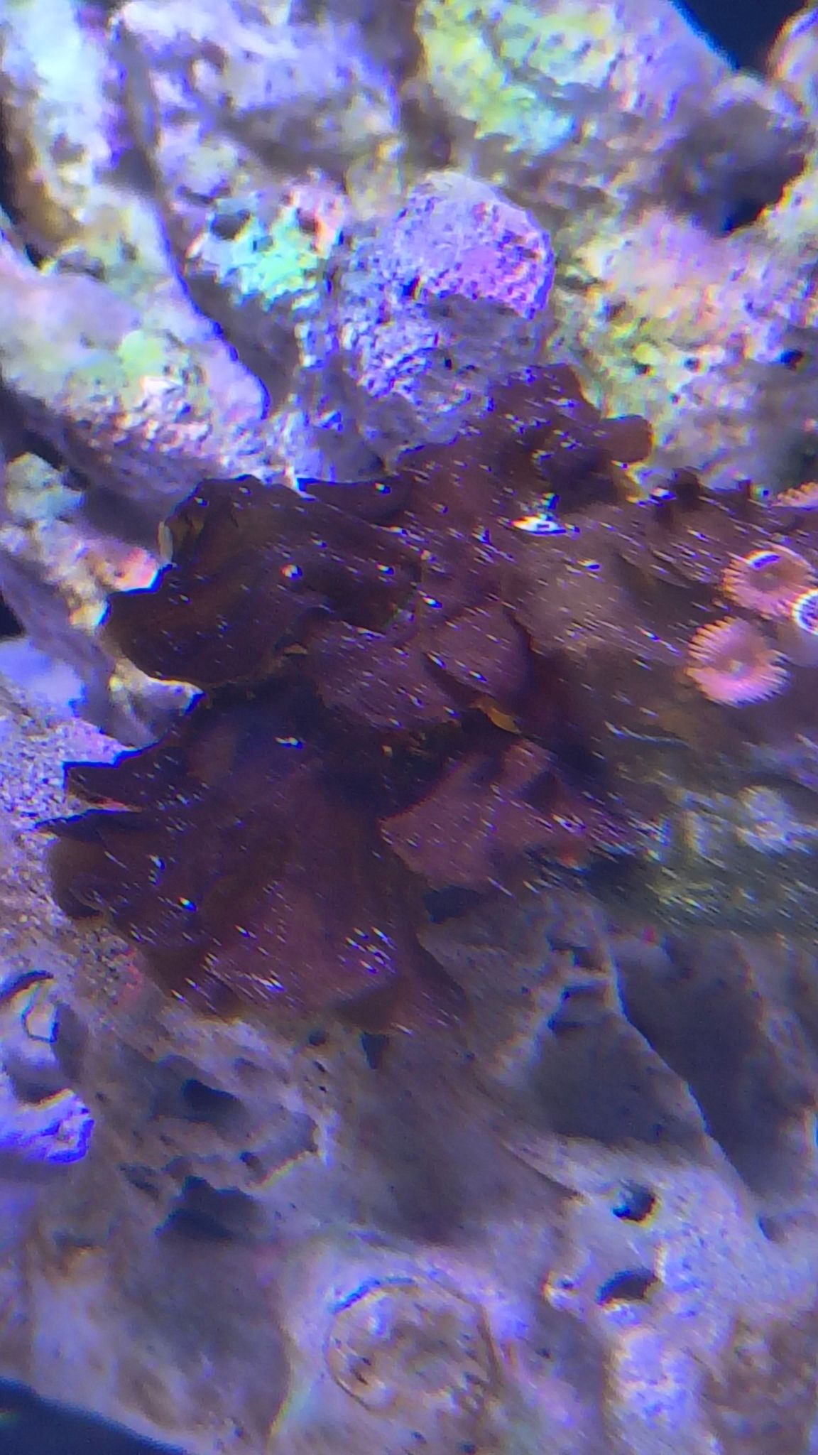 How to identify thin hard organism in reef tank - Bryopsis algae (photo 3)