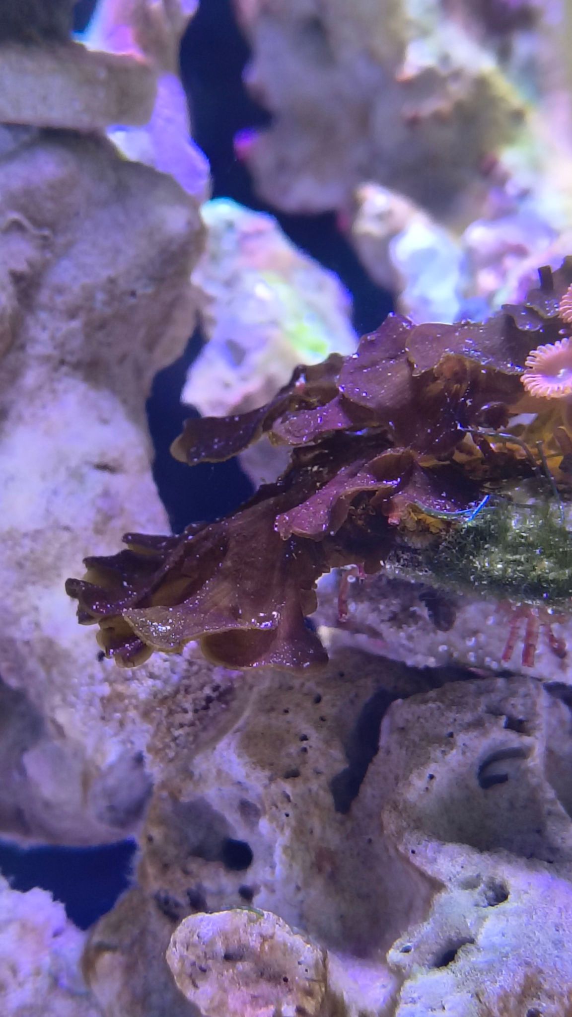 How to identify thin hard organism in reef tank - Bryopsis algae