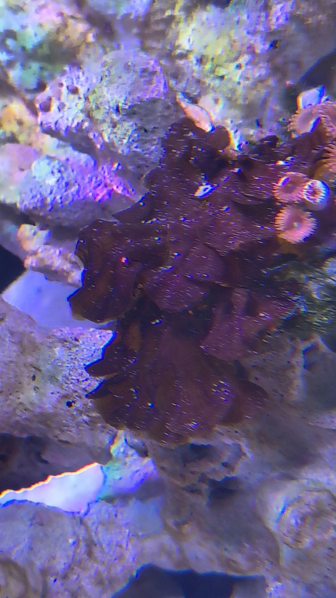How to identify thin hard organism in reef tank - Bryopsis algae (photo 2)