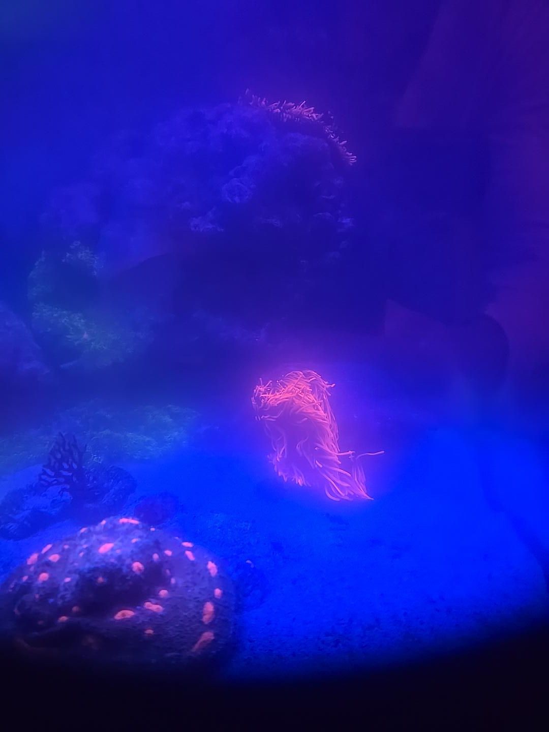 Why is my bubble tip anemone causing cloudy milky water - Bubble Tip Anemone, Entacmaea quadricolor
