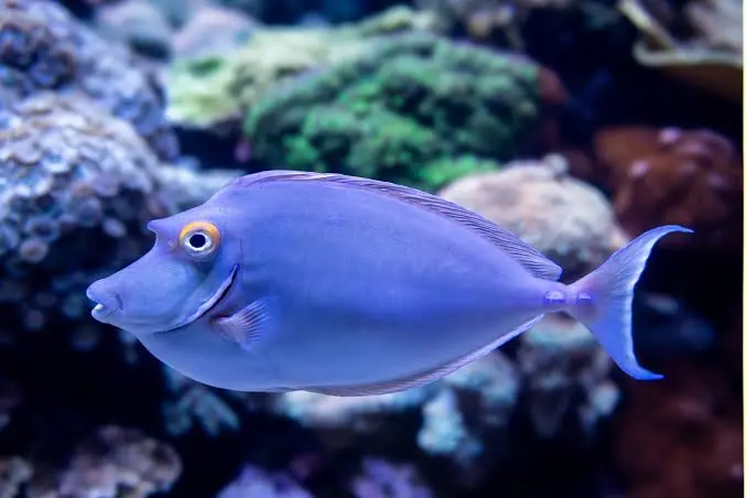 Tank Image