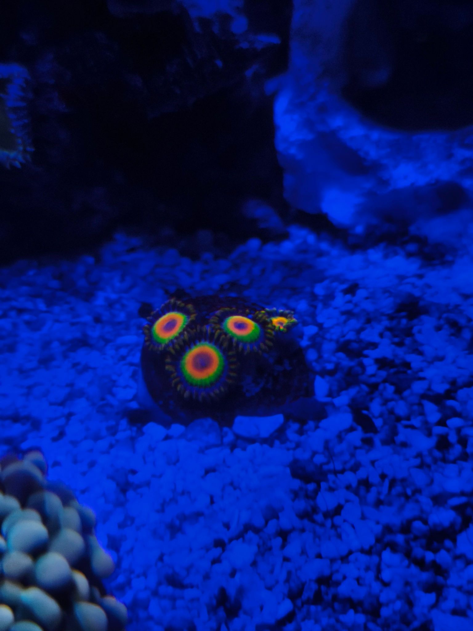 Zoanthids mushroom and soft coral under blue reef lighting - Discosoma Mushroom, Zoanthid, zoanthids (photo 2)