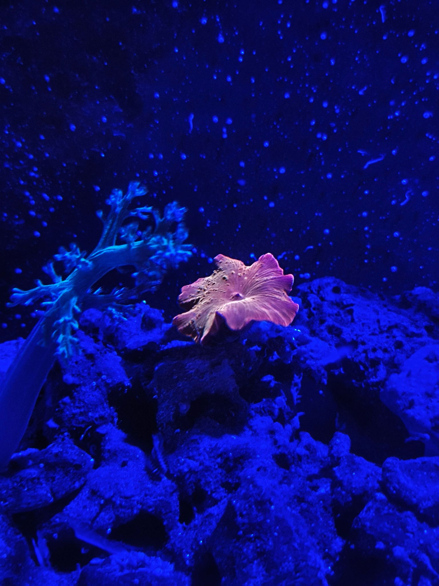 Zoanthids mushroom and soft coral under blue reef lighting - Discosoma Mushroom, Zoanthid, zoanthids