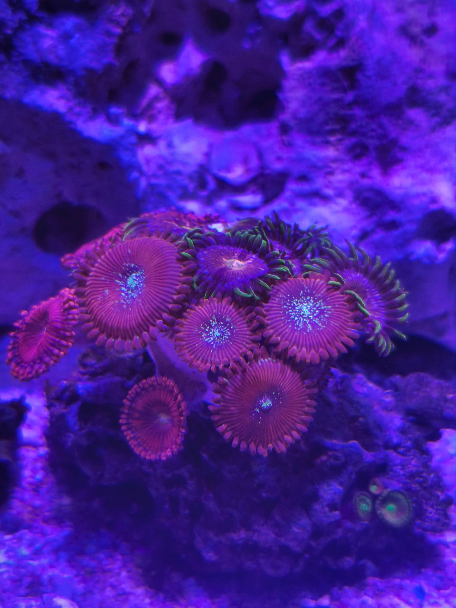 Magician Palytoas and Anaconda Zoanthid