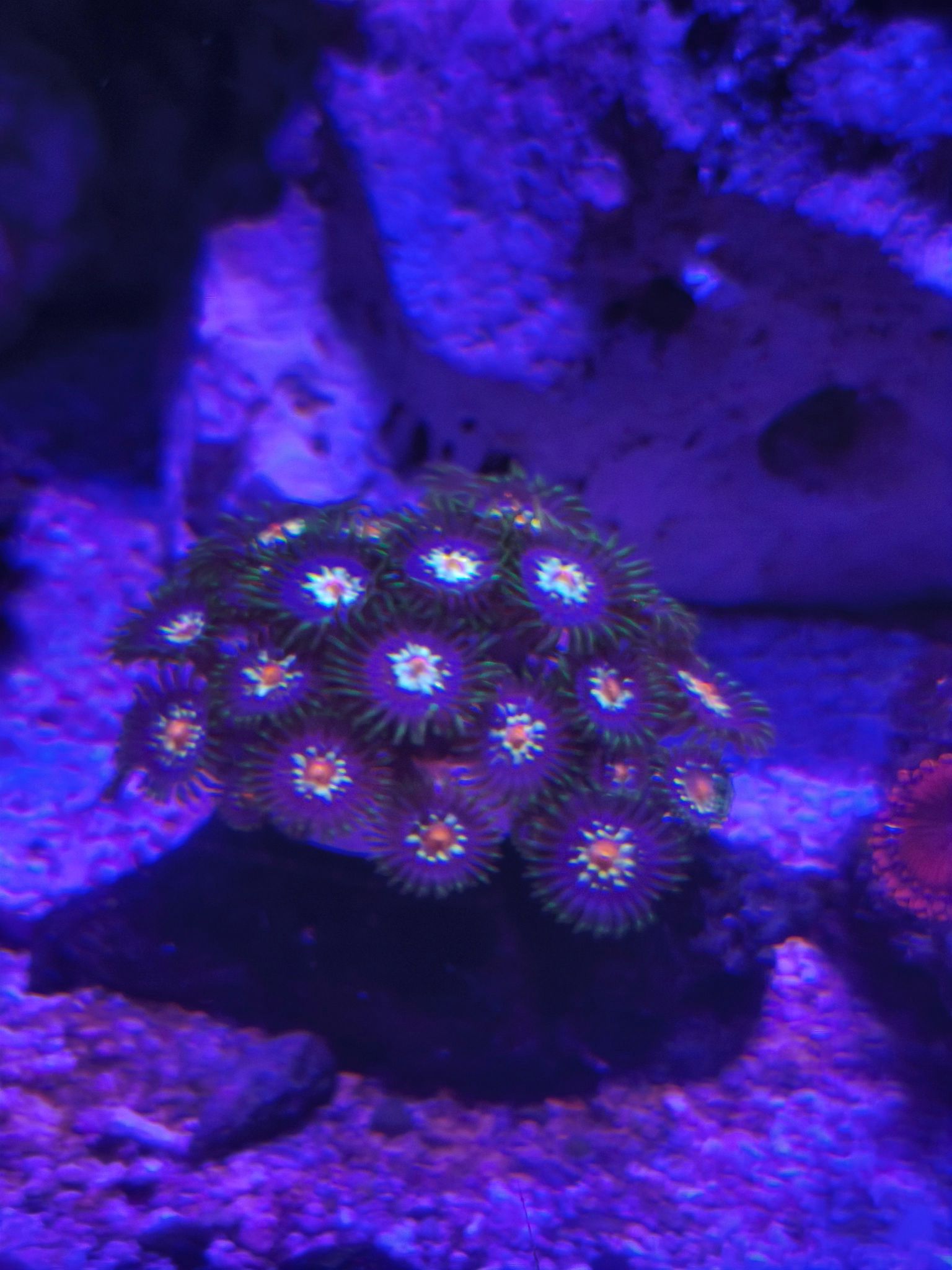 Stargazing Zoanthid