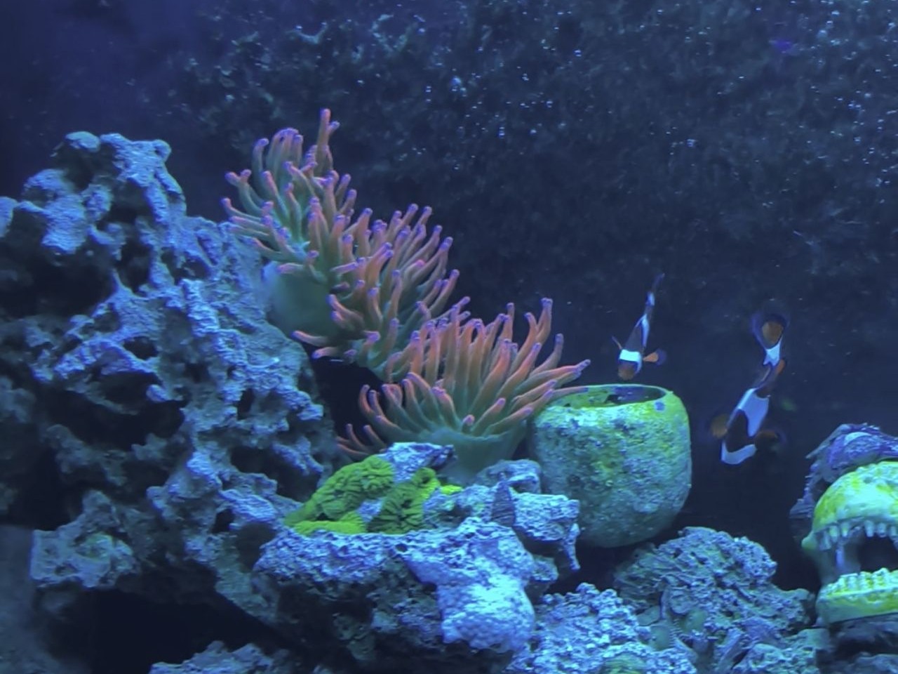 Tank Image