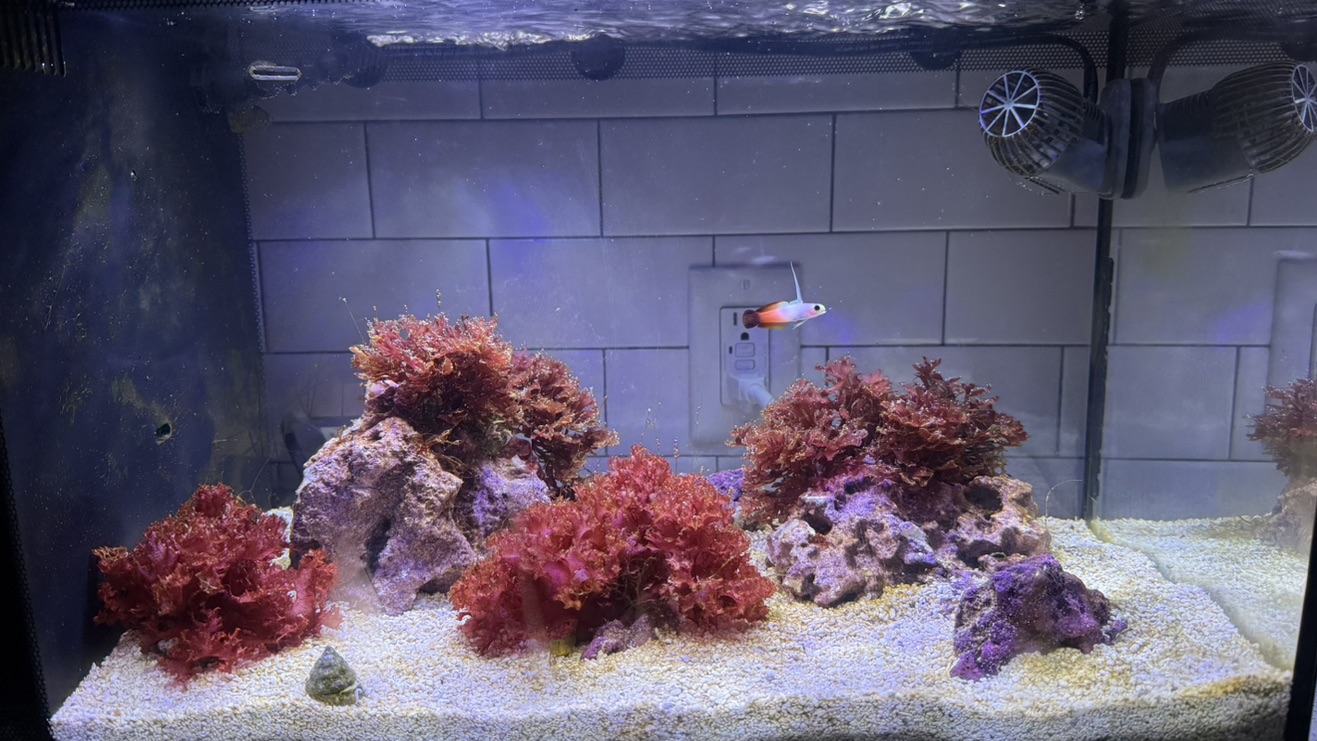 Tank Image
