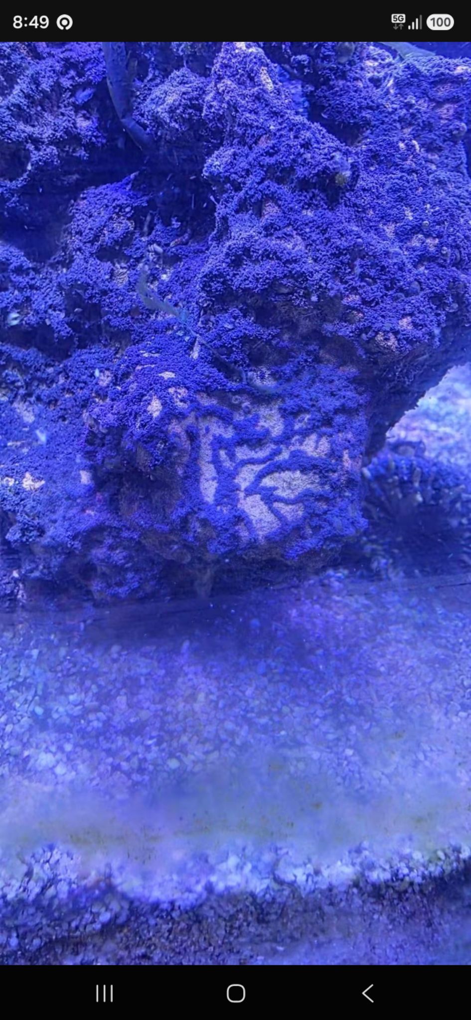 How to identify black brown algae growing on live rock