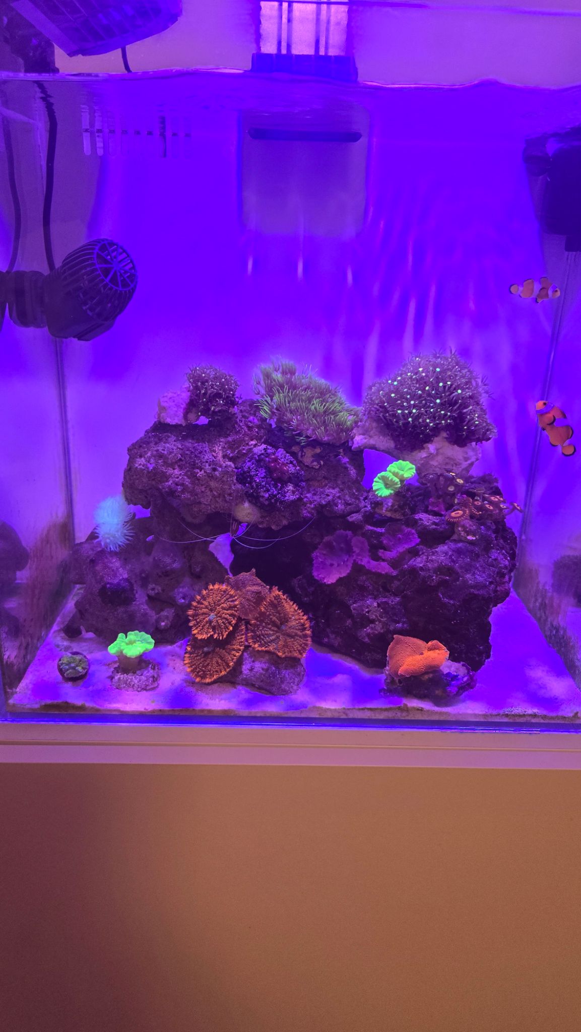 Clownfish with zoanthids and mushroom coral in reef tank - clownfish, zoanthids, mushroom coral