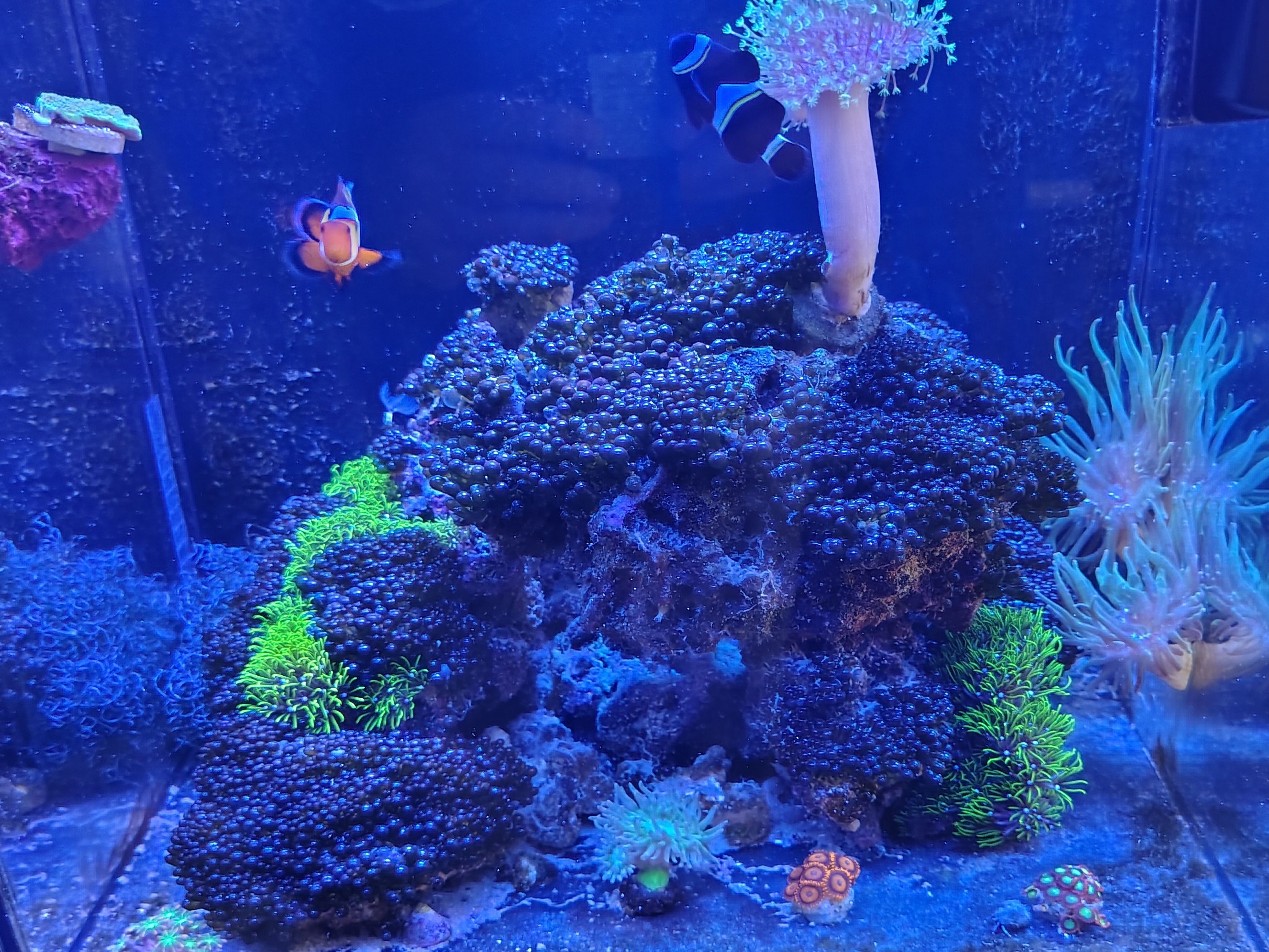 Do I need several emerald crabs for my reef tank - emerald crabs