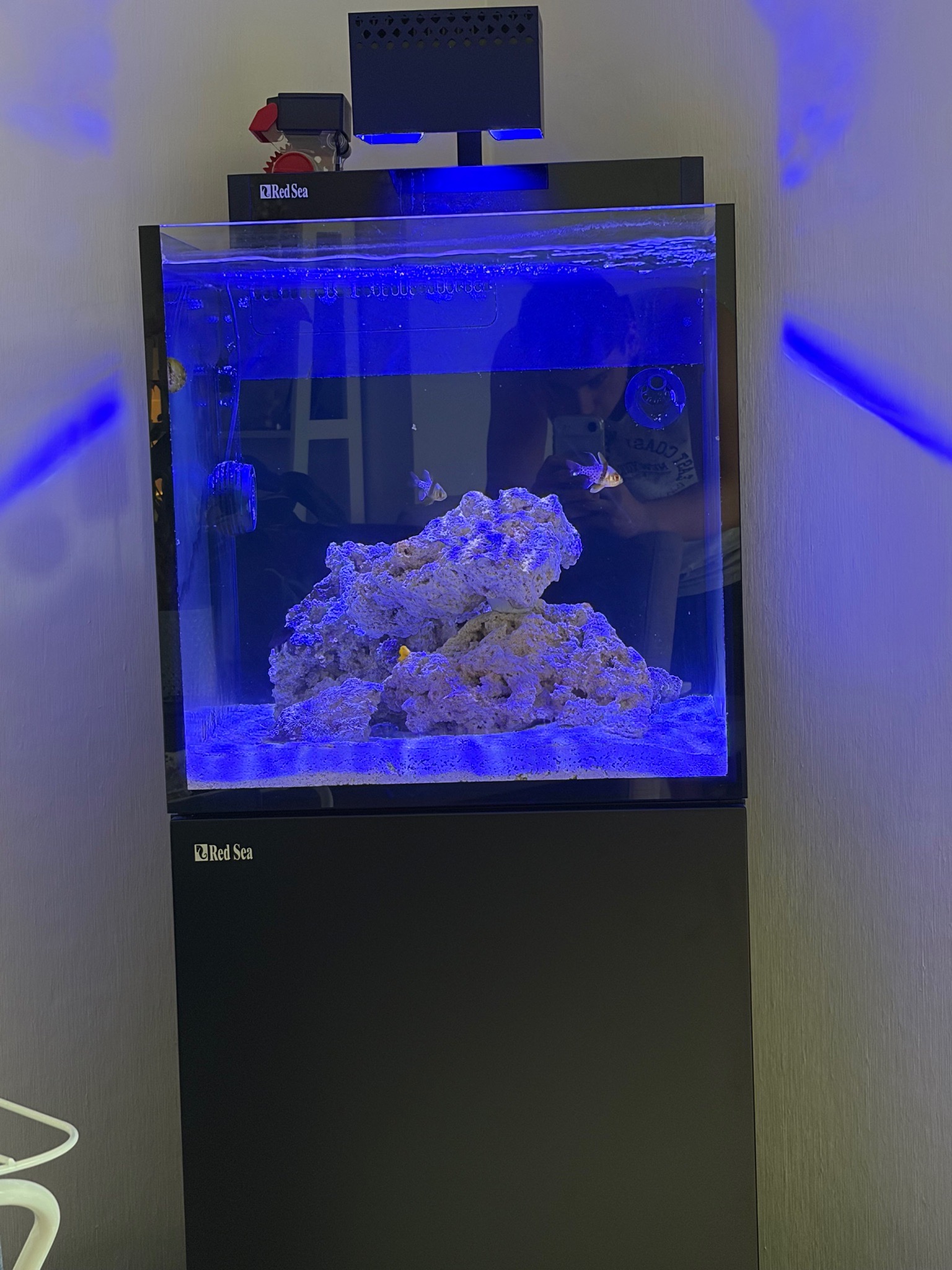 Red Sea Reefer 170 tank with Bangaii Cardinalfish - Bangaii Cardinalfish