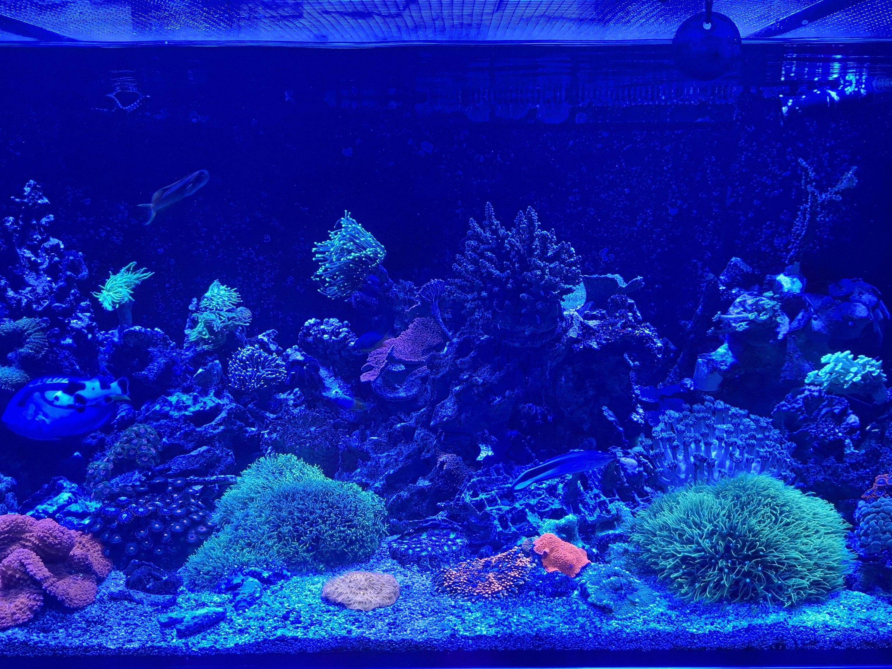 Tank Image