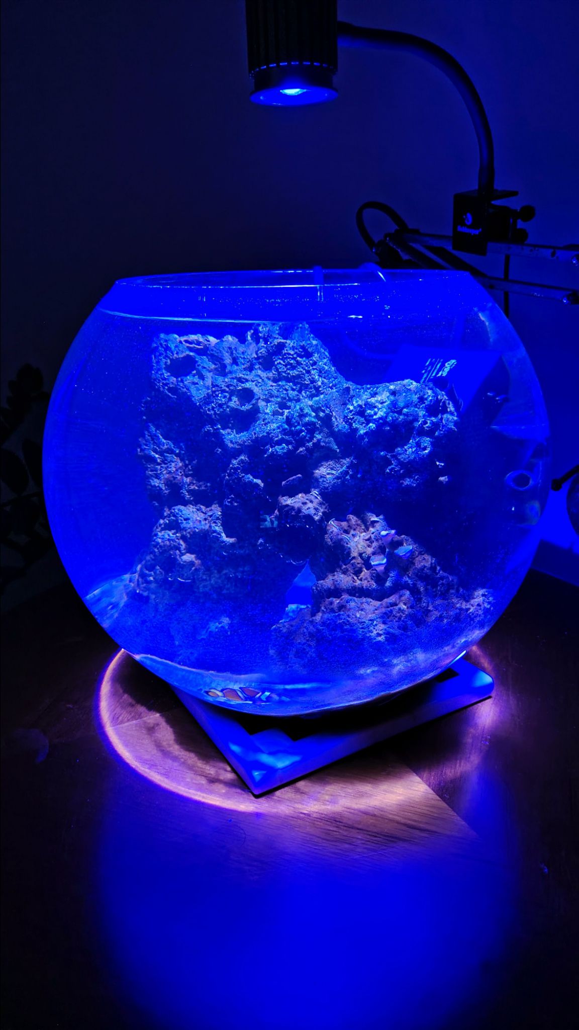 Bowl pico reef with live rock and clownfish under blue lighting - clownfish