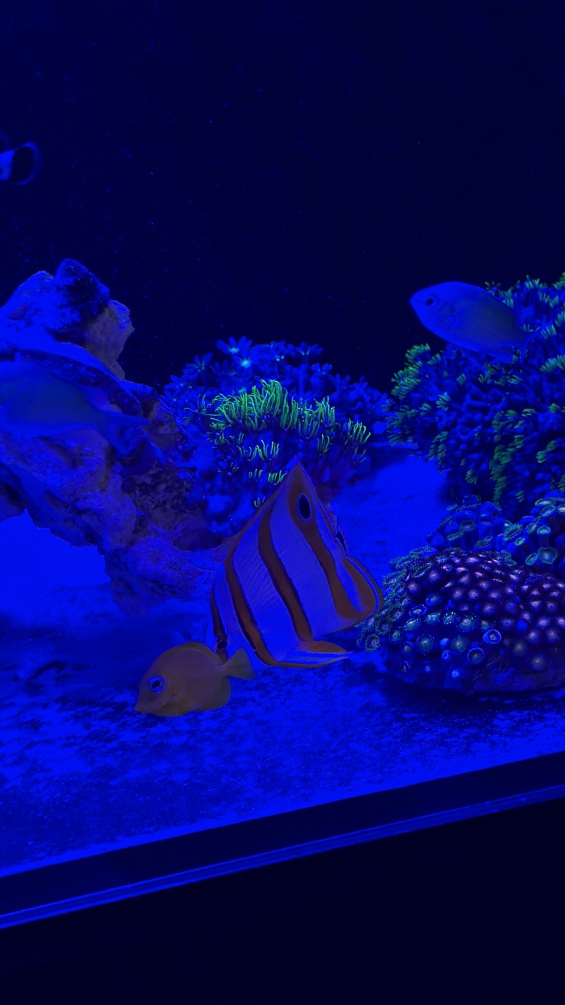 Copperband butterflyfish yellow tang and zoanthids under blue light - Copperband Butterflyfish, Yellow Tang, Zoanthids