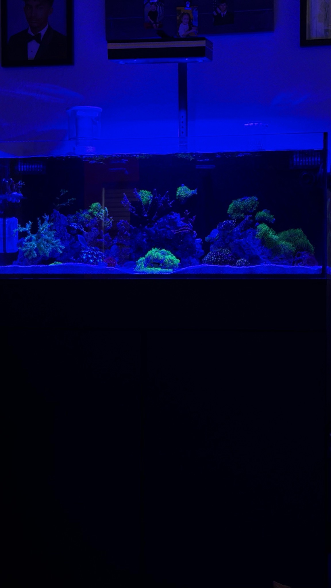 Reef aquarium glowing under blue light in living room