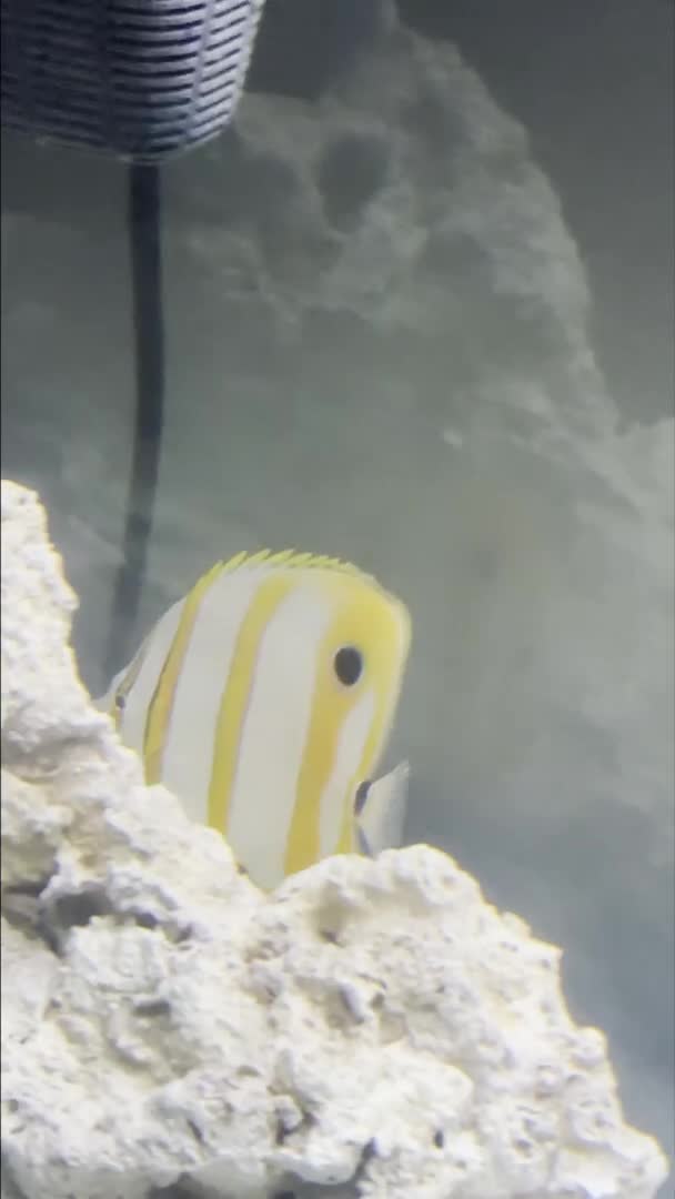 Does he have ick? Please let me know asap and how to fix