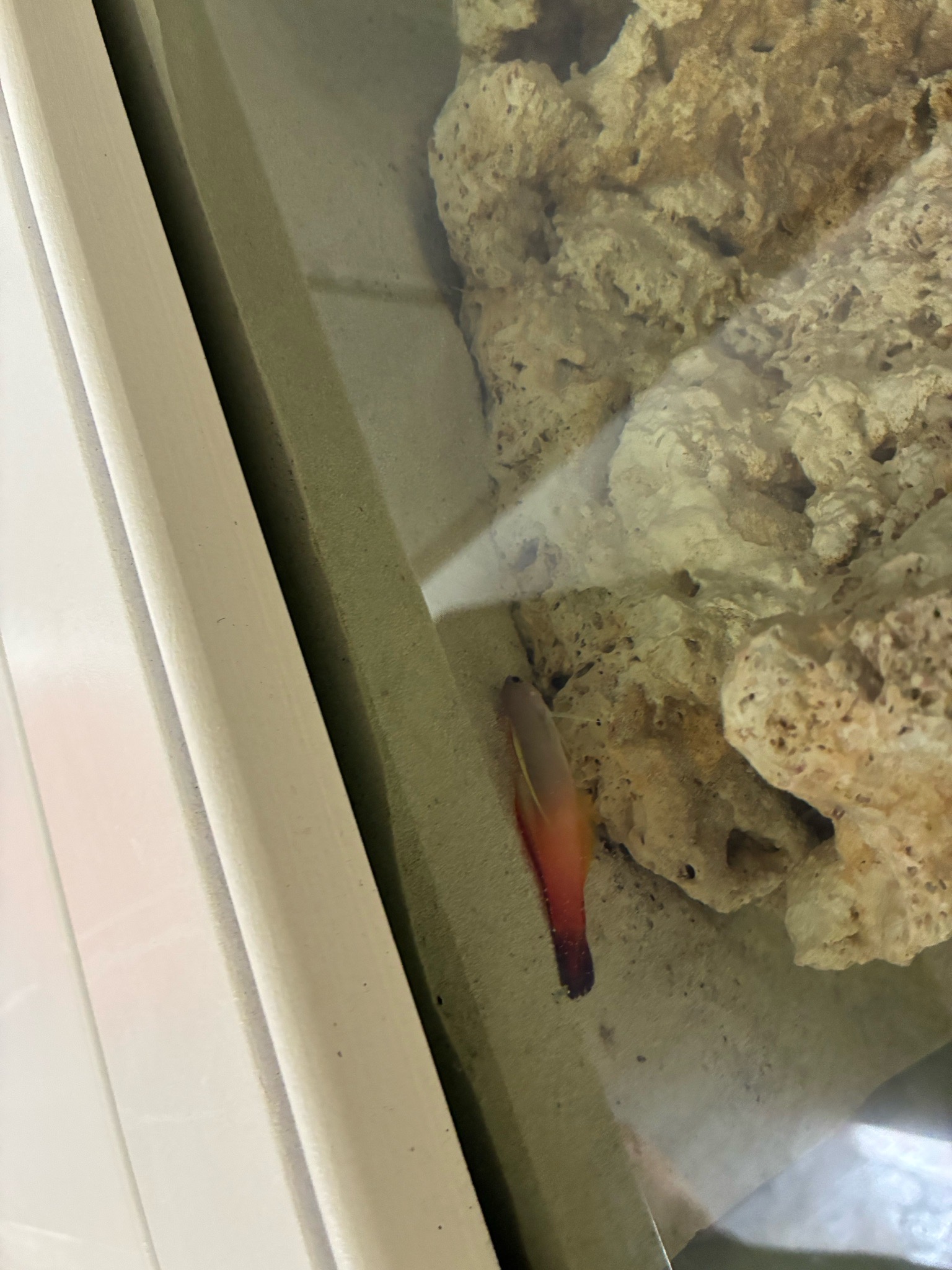 Firefish hiding most of the time only comes out to eat - firefish
