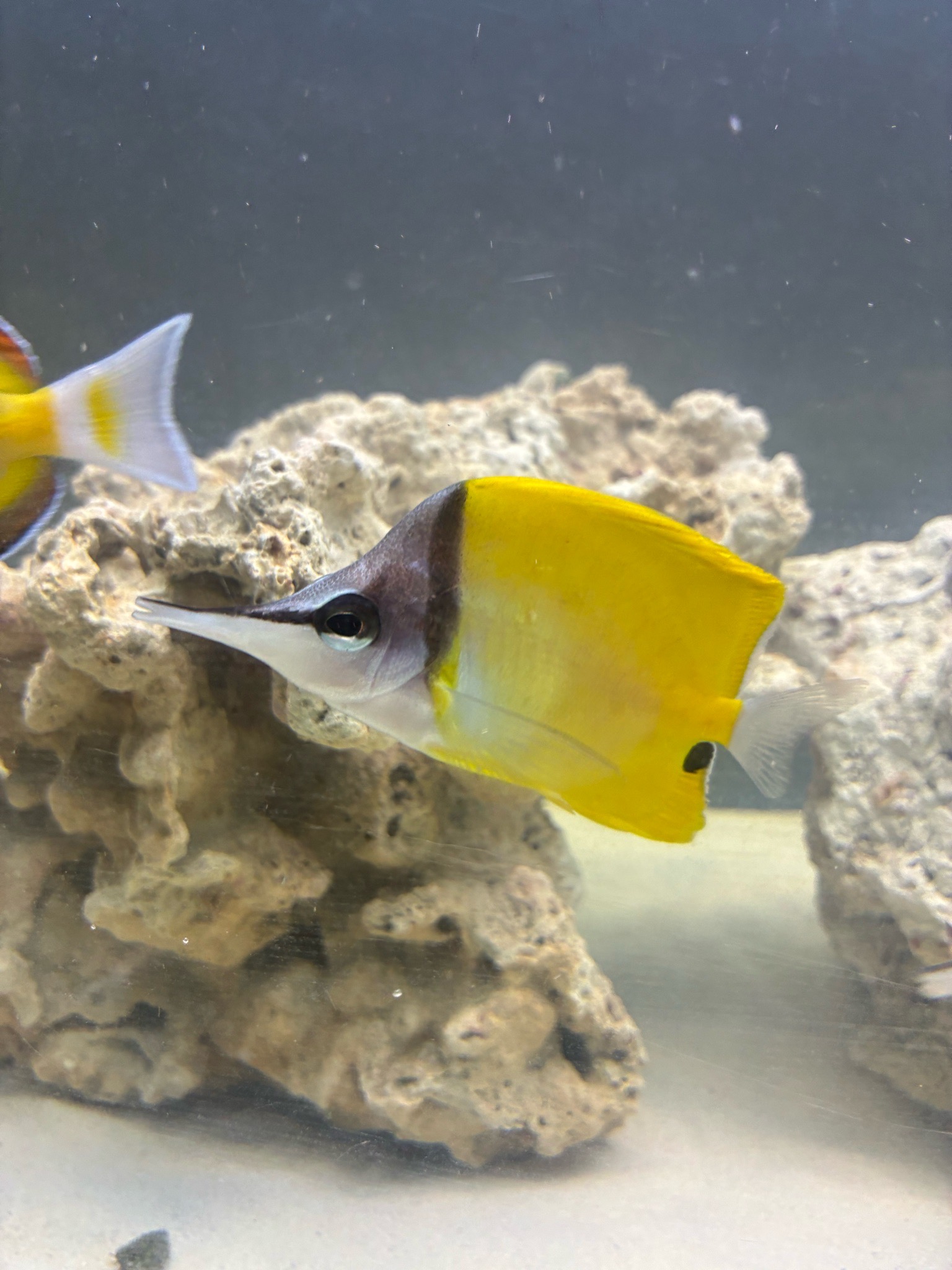 Why is my longnose butterflyfish not eating aggressively - Longnose Butterflyfish