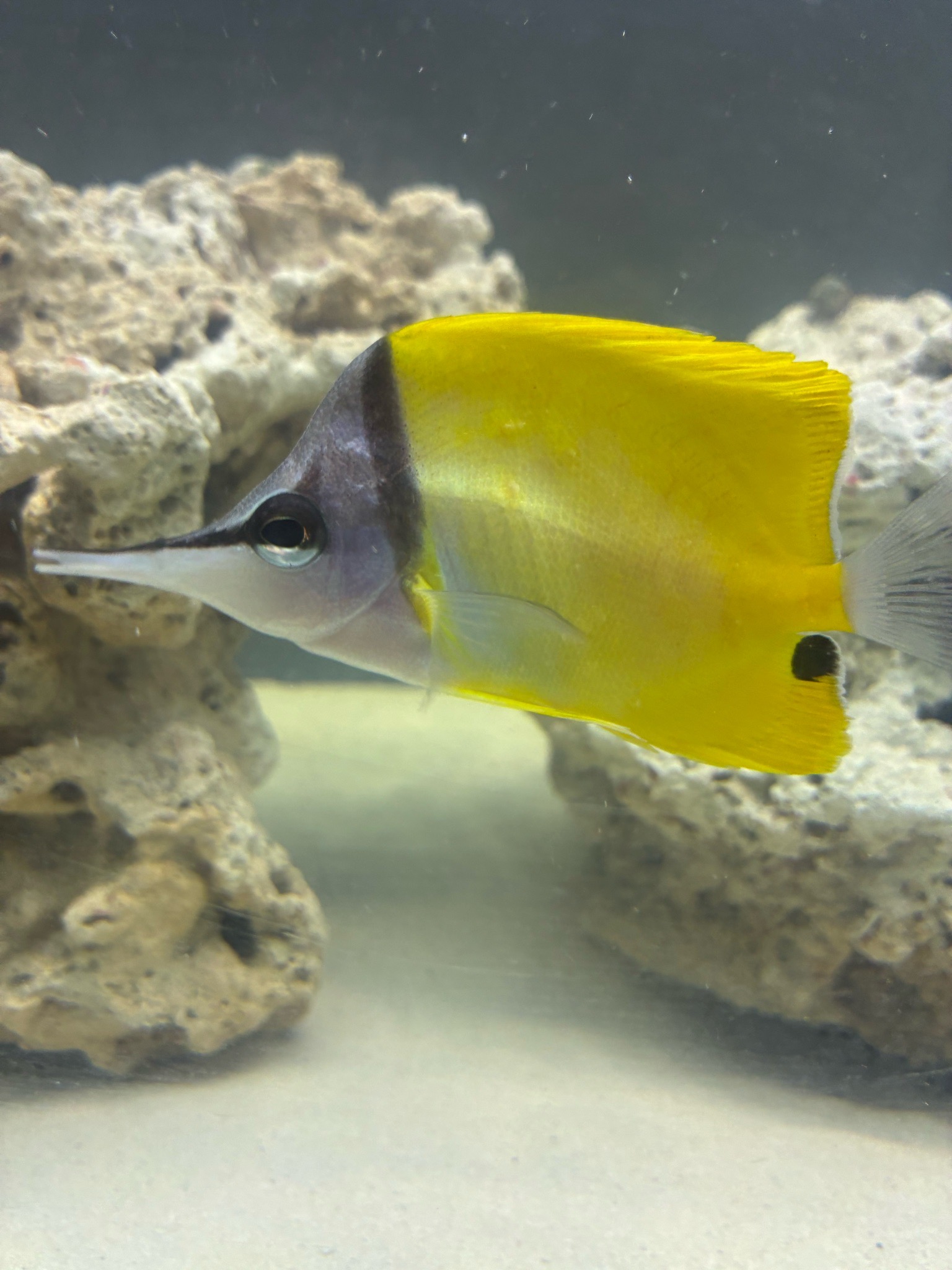 Why is my longnose butterflyfish not eating aggressively - Longnose Butterflyfish (photo 2)