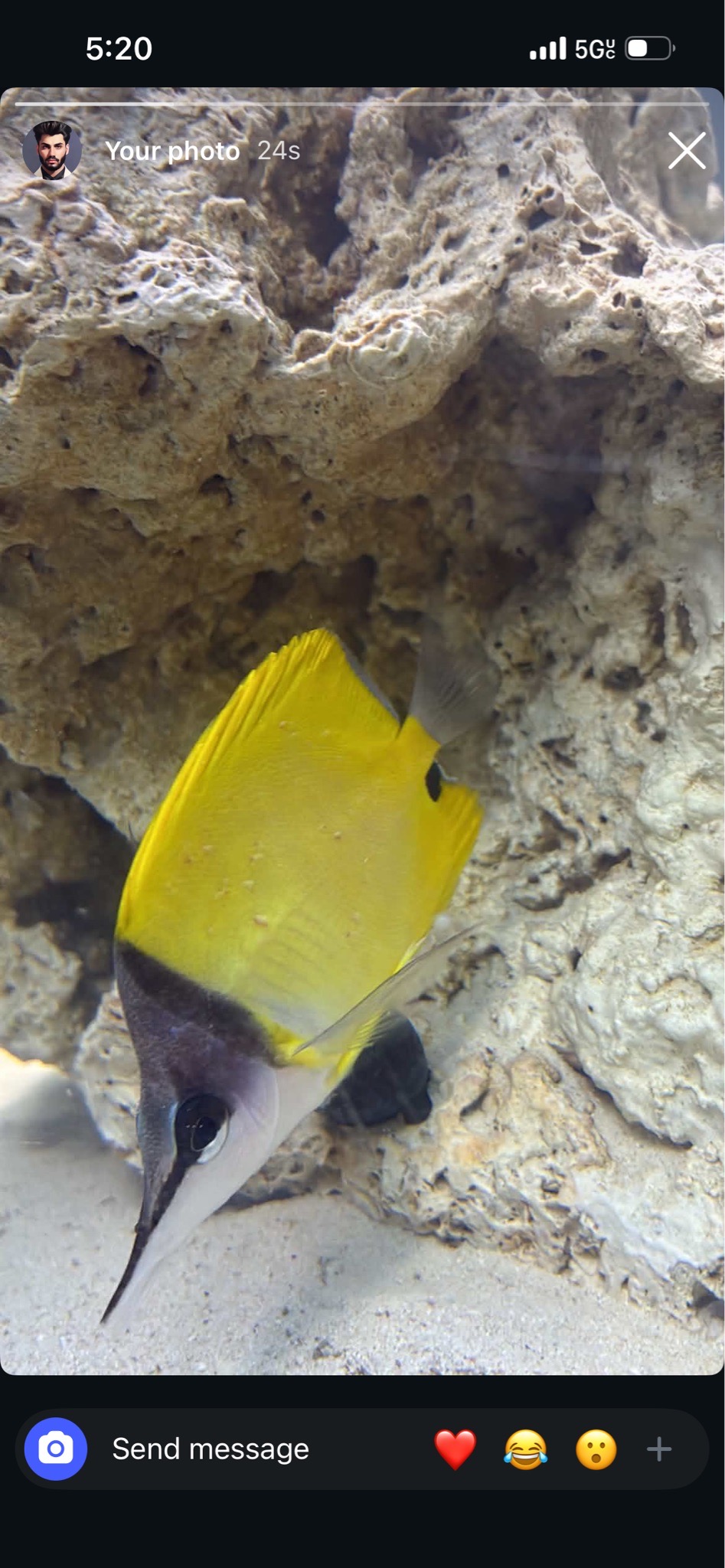 Should I do a freshwater dip for my longnose butterflyfish - Longnose Butterflyfish