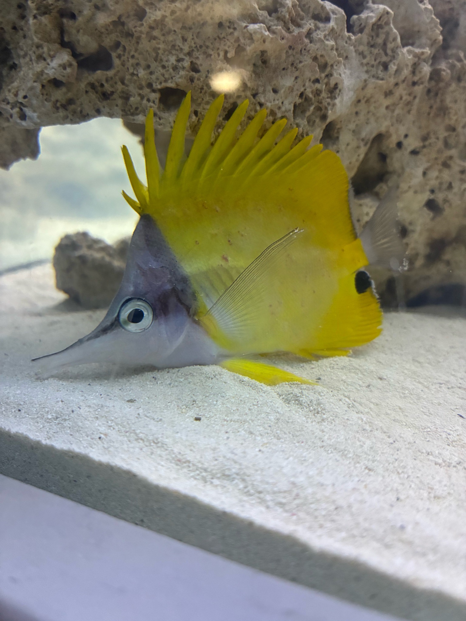 Parasite infestation on longnose butterflyfish after new rock addition - Longnose Butterflyfish
