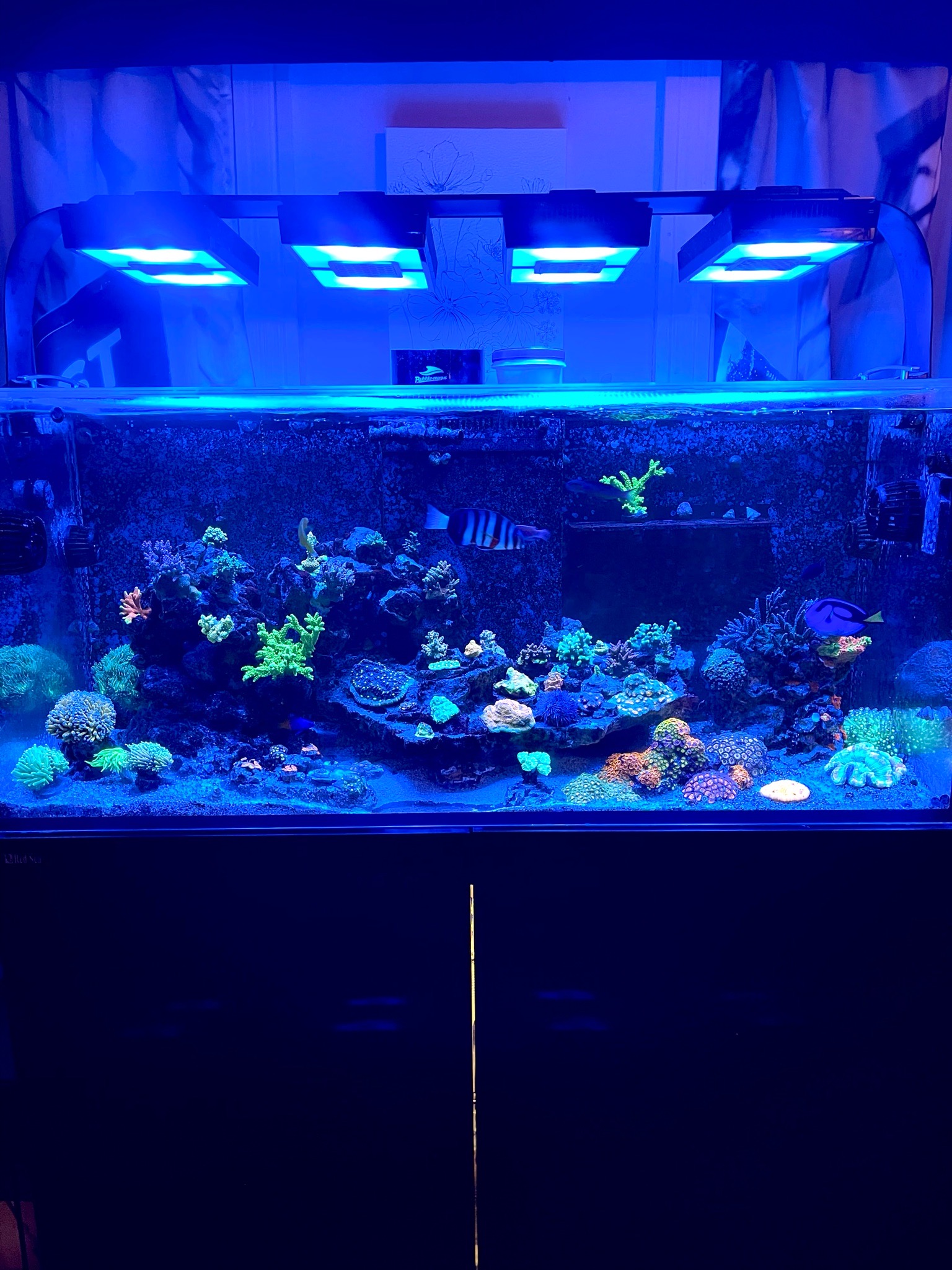 Biocube reef tank showcasing acropora coral blue tang and clownfish - Blue Tang, Clownfish, Acropora coral