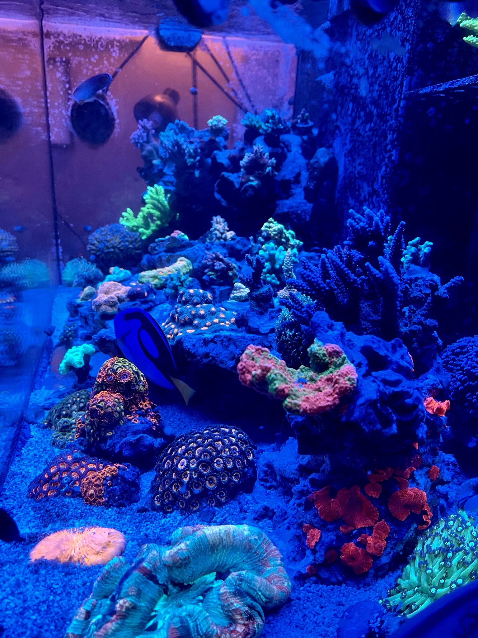 Biocube reef tank showcasing acropora coral blue tang and clownfish - Blue Tang, Clownfish, Acropora coral (photo 3)