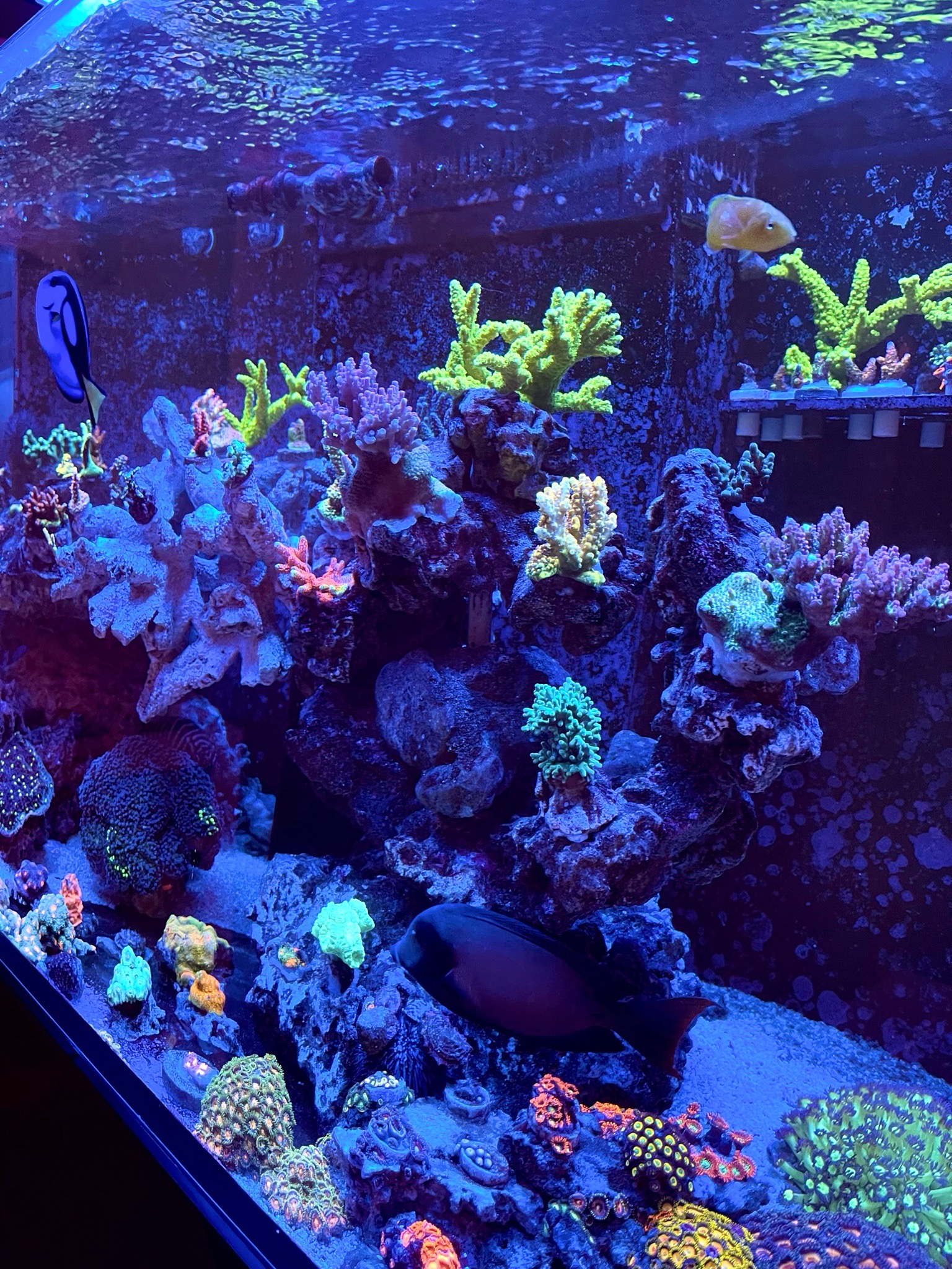 Biocube reef tank showcasing acropora coral blue tang and clownfish - Blue Tang, Clownfish, Acropora coral (photo 2)