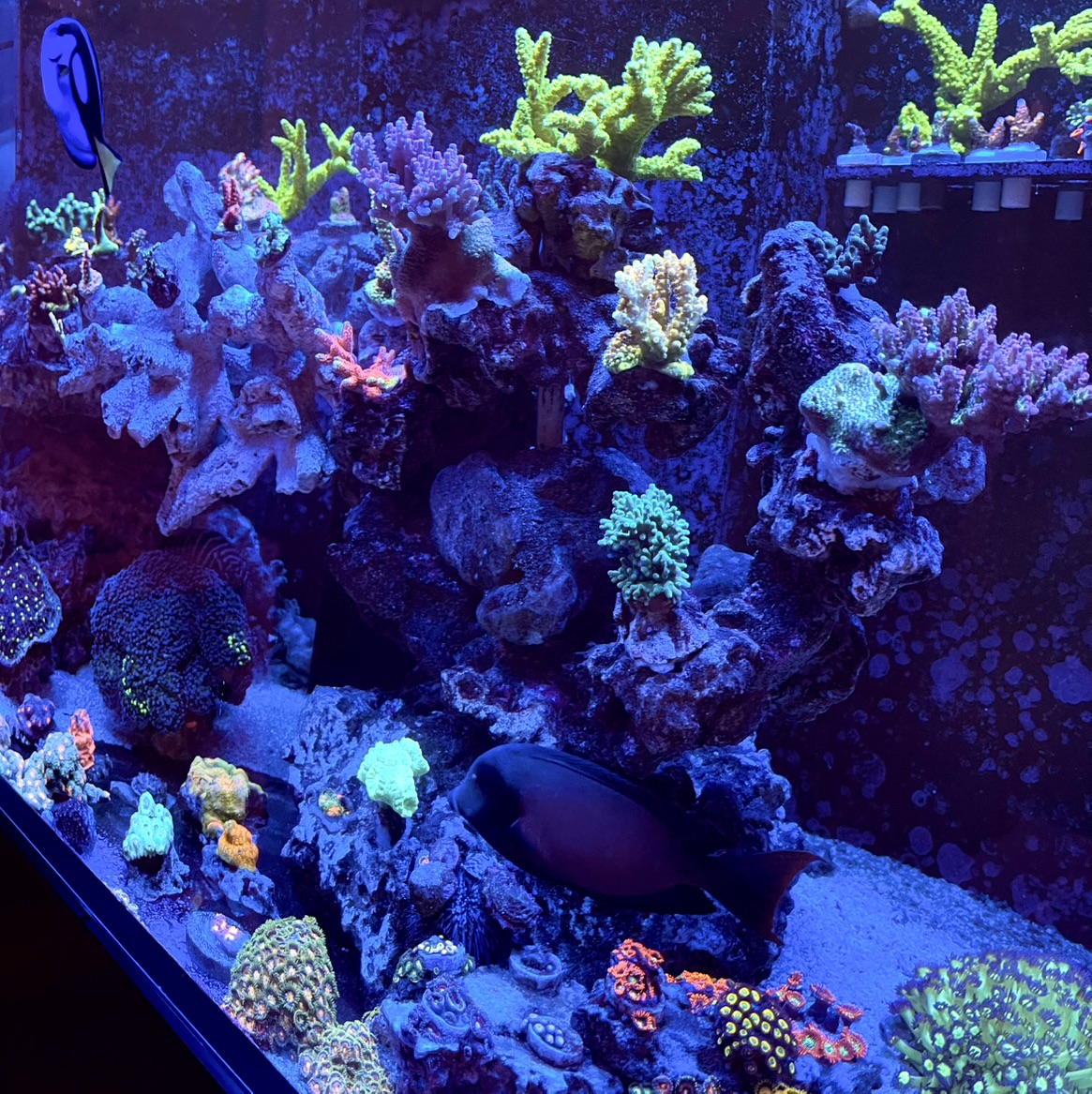 Tank Image
