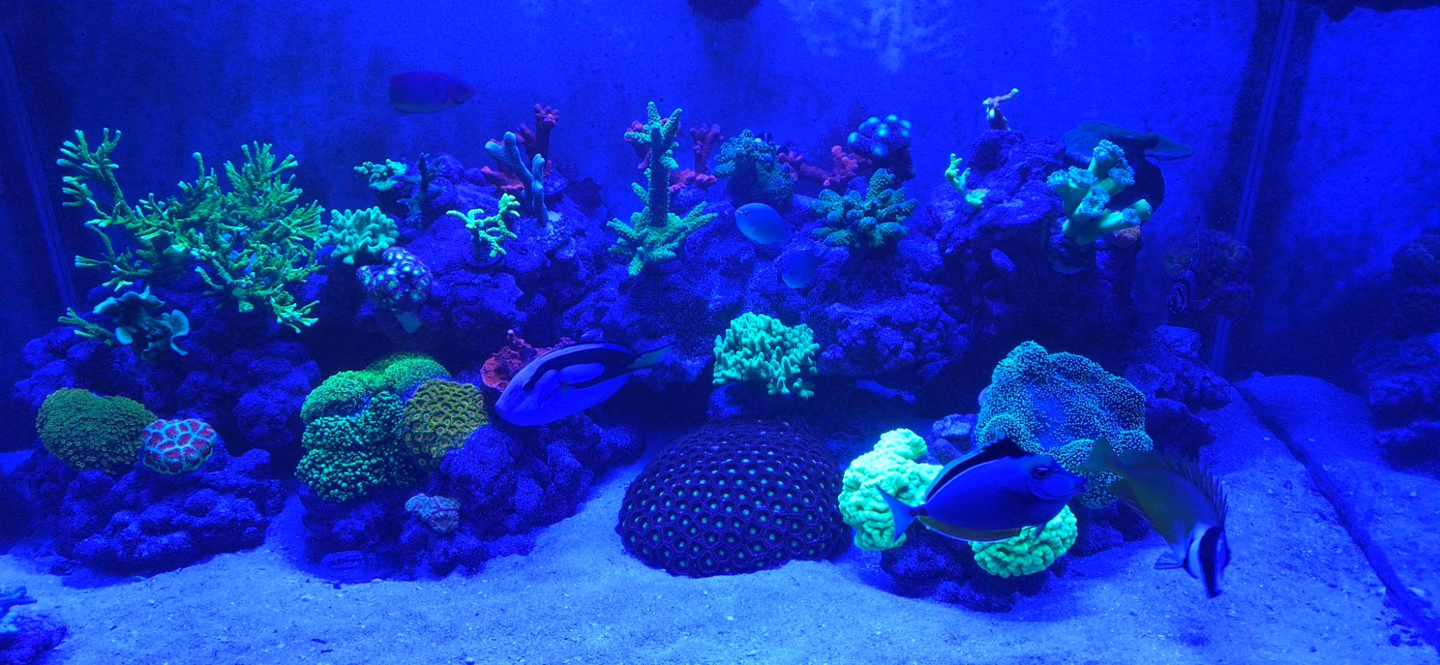 Blue tang with acropora and zoanthid coral under blue lighting - Blue Tang, Acropora coral, Zoanthid coral