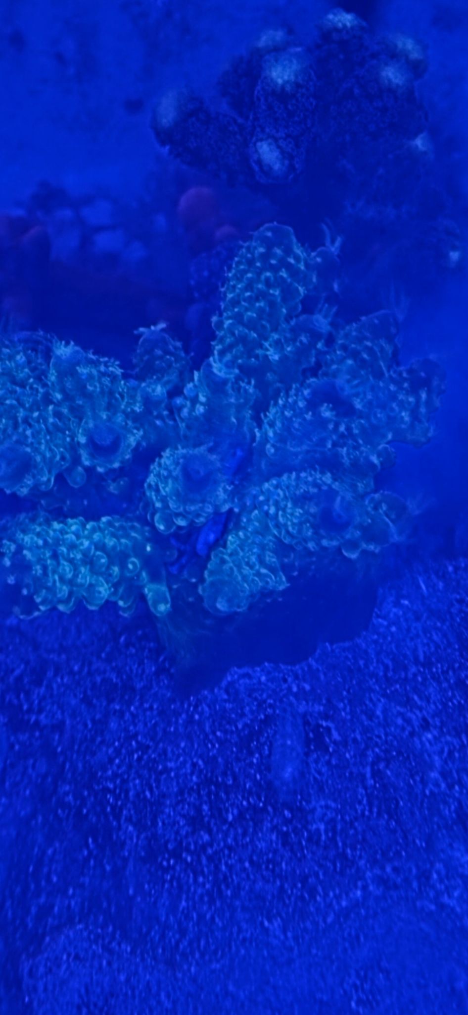 Zoanthids and acropora coral under blue reef lighting - zoanthids, Acropora coral (photo 3)