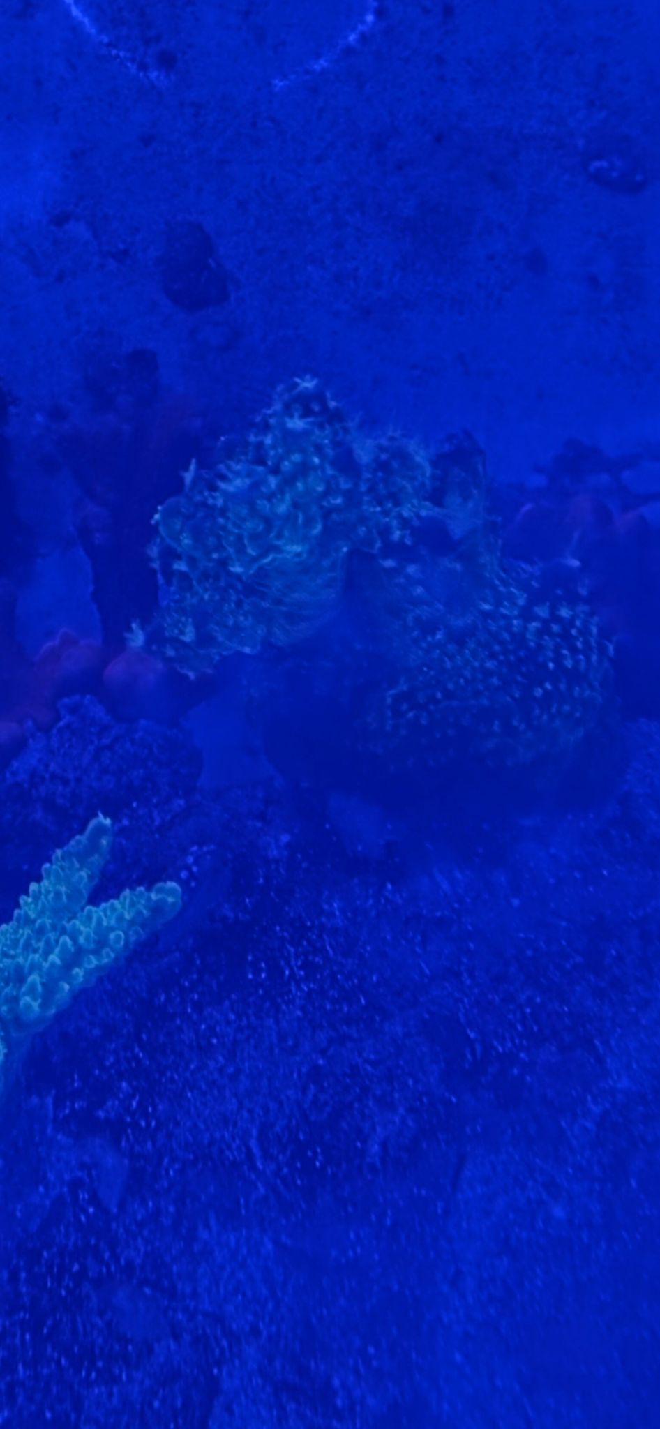 Zoanthids and acropora coral under blue reef lighting - zoanthids, Acropora coral (photo 2)