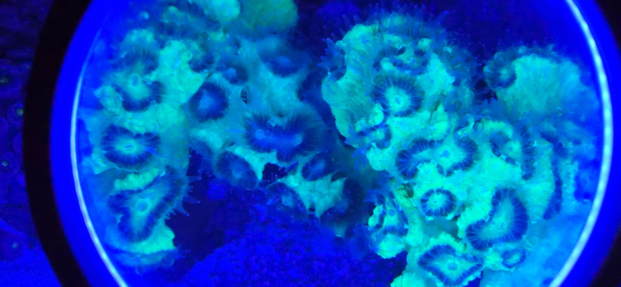 Zoanthids and acropora coral under blue reef lighting - zoanthids, Acropora coral