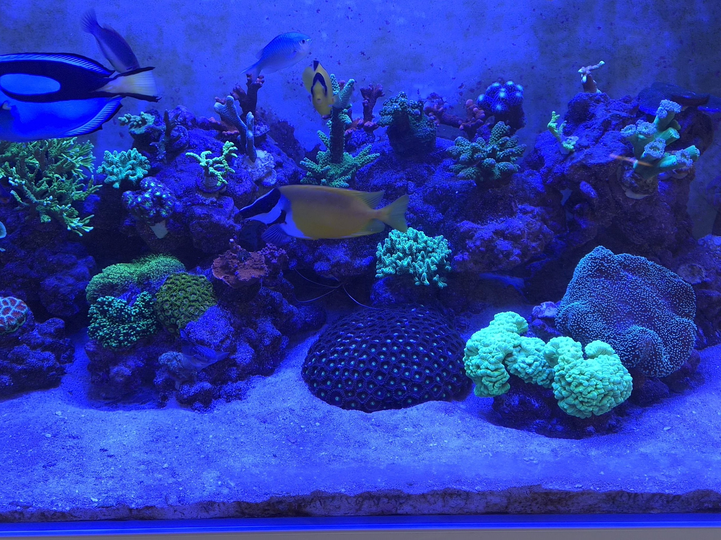 Tank Image